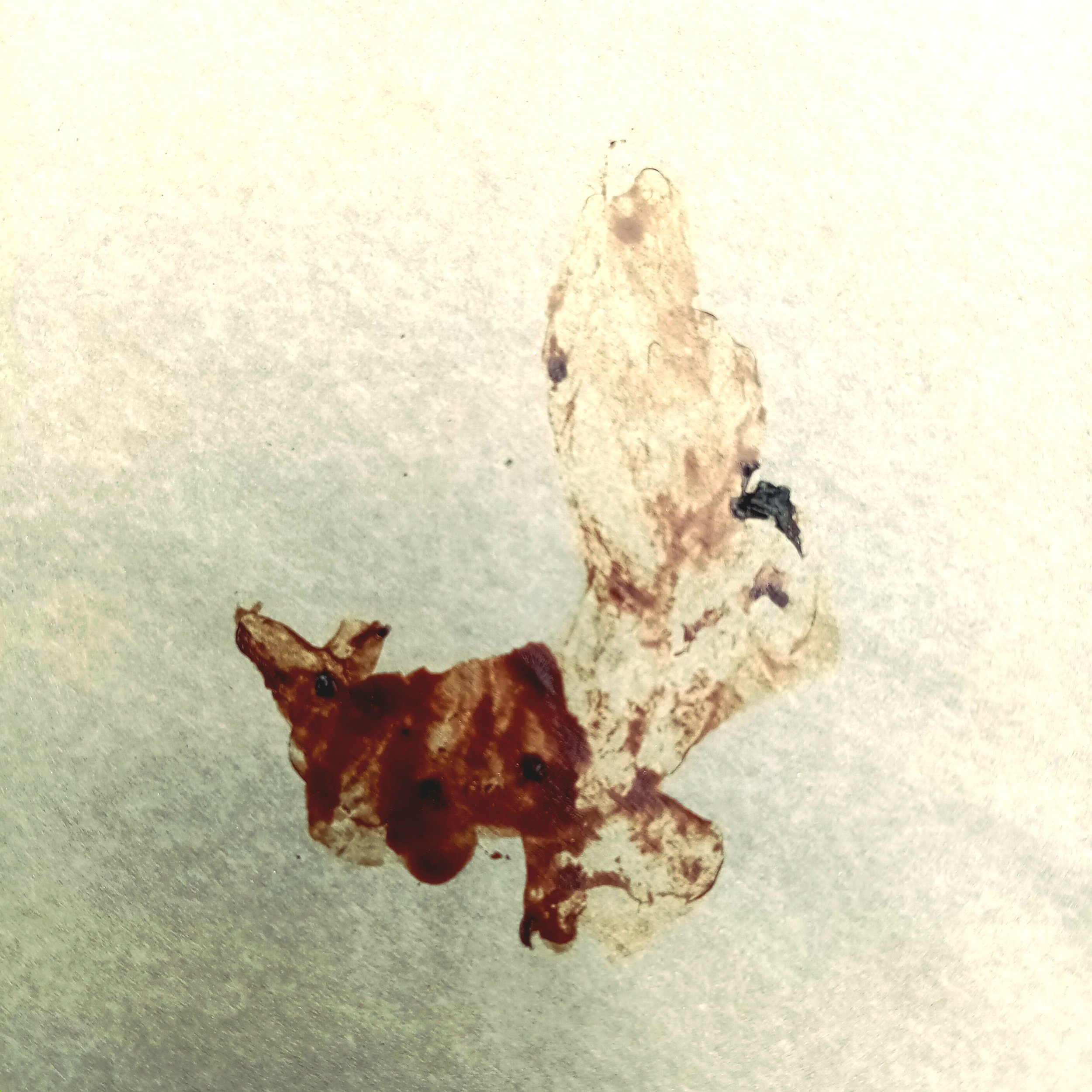 Not the blood of indigenous woman-stealing