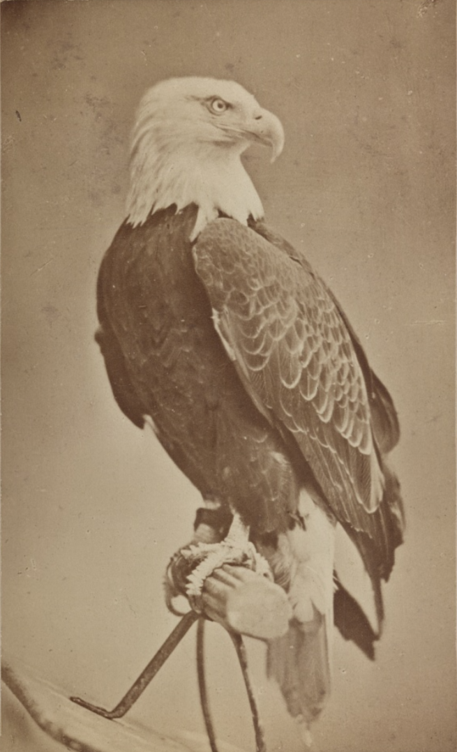 A sepia-toned photo of a bald eagle perched on a branch with a cage-like holder around its feet.
