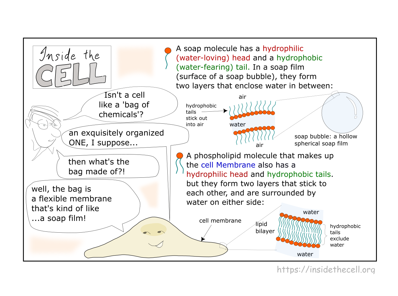       
  
    What the Cell Membrane is made of  PNG image of this infographic is  here   More info here:   https://www.ncbi.nlm.nih.gov/books/NBK26871/   


  
 #block-be70dba5e7ab5c231ed9 {
    
    
    
  }

  #block-be70dba5e7ab5c231ed9 .sqs-htm