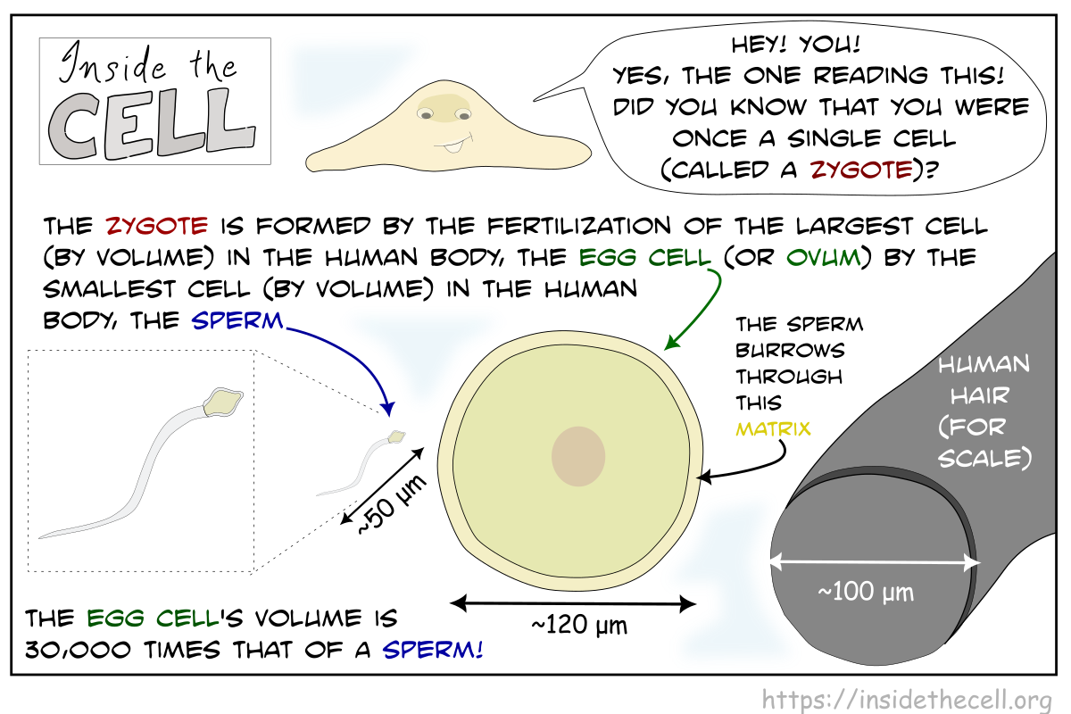 You were once a single cell