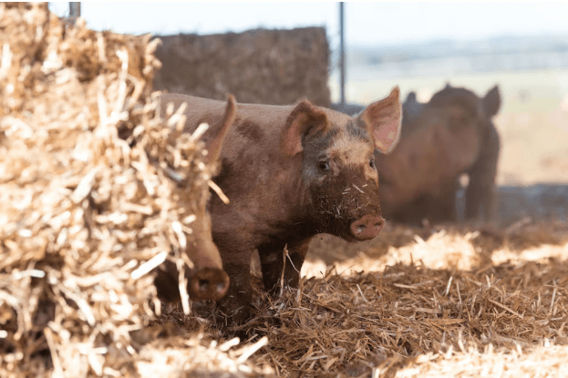 The farm where pampering pigs is simply good taste