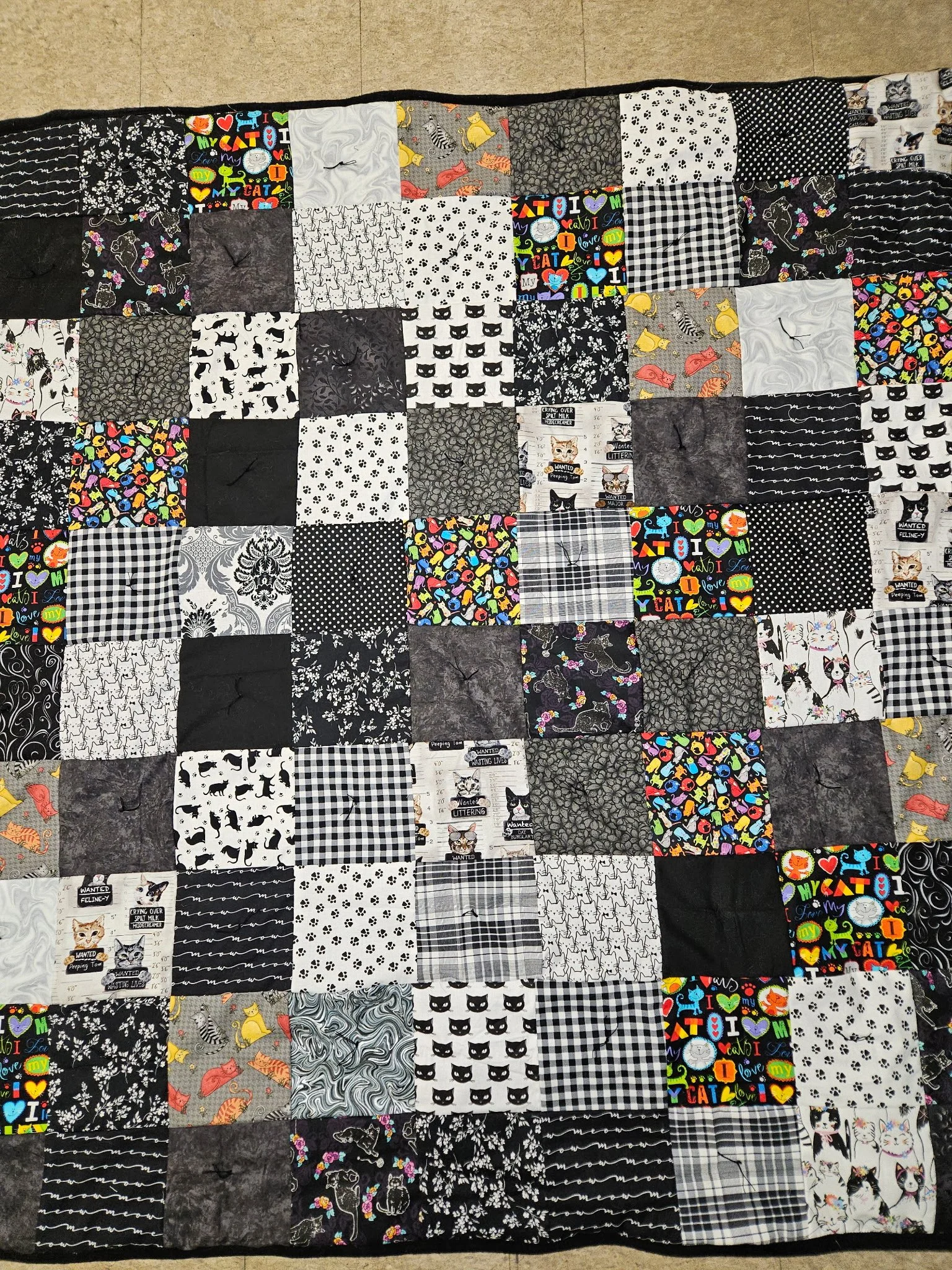 Black and White Cats