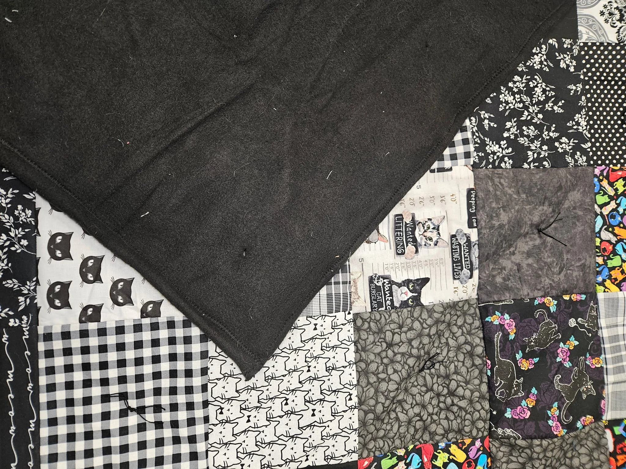 Black and White Cats2.jpg