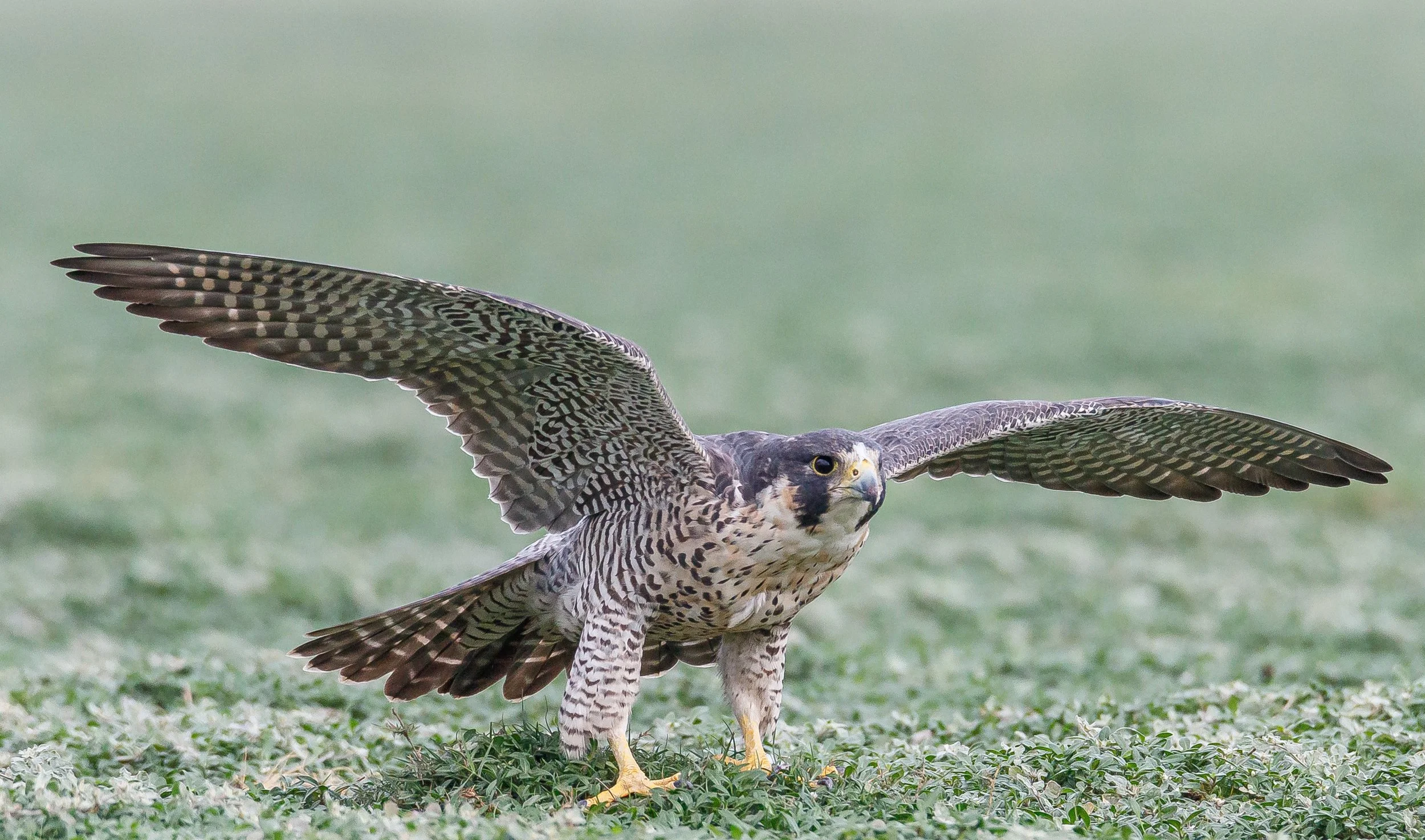 (Hari K Patibanda – A Falcon taking Off–Creative Commons)