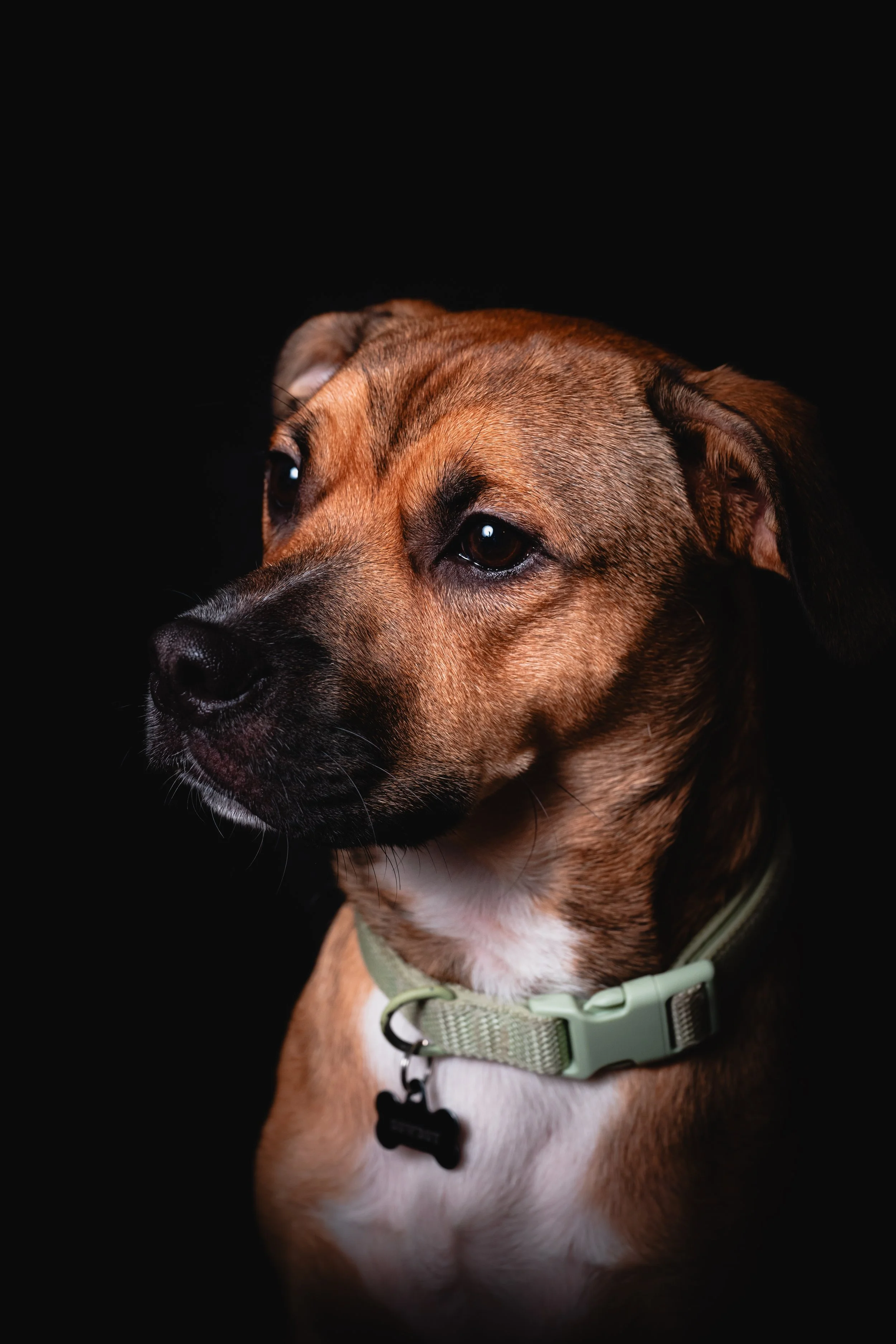 Close-up of a brown dog with black markings, wearing a green collar and black bone-shaped tag, against a black background.