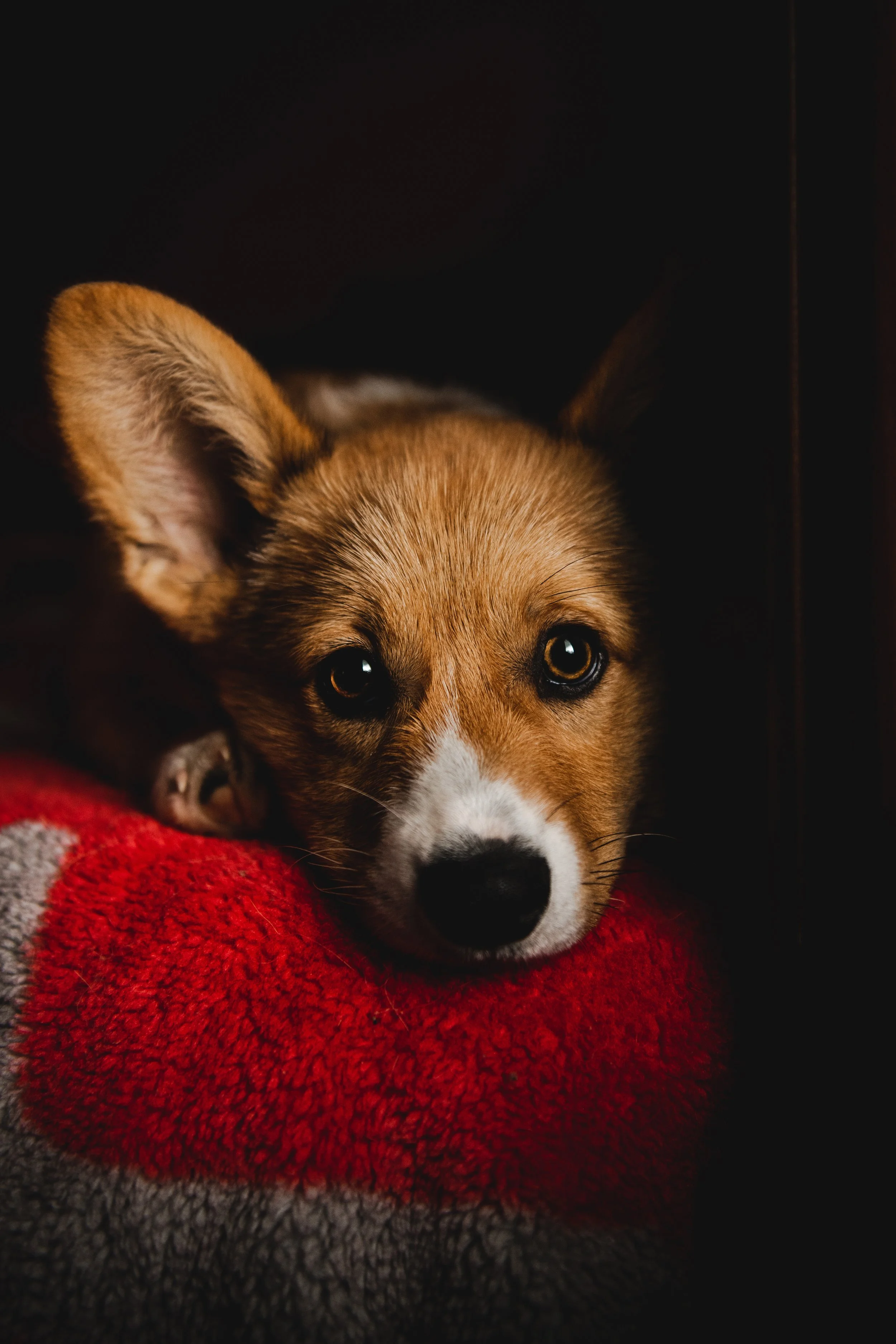 Close-up of a young puppy with brown and white fur, lying on a red and gray textured blanket, gazing directly at the camera with large, expressive eyes.
