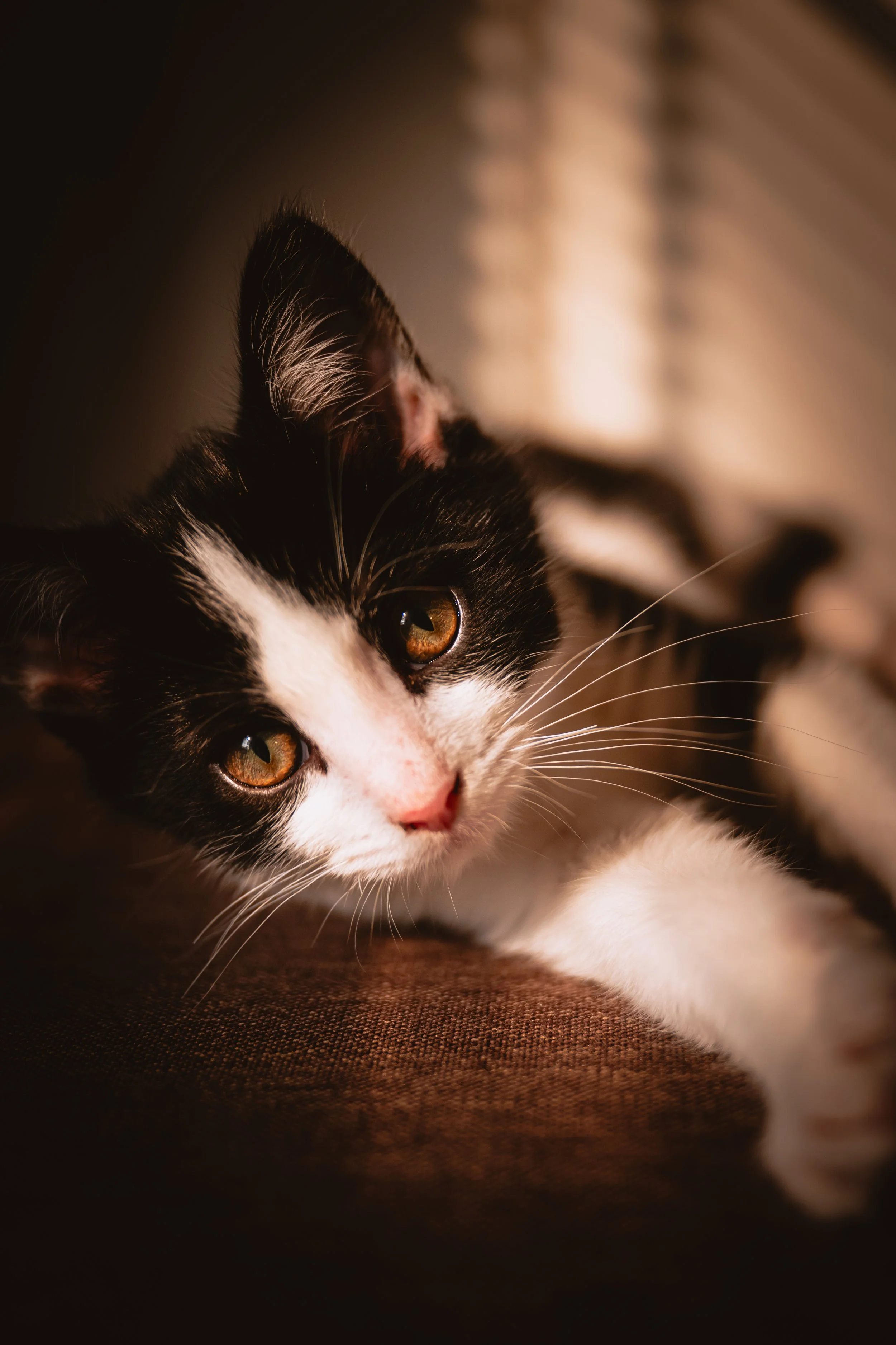 Close-up of a black and white kitten lying on a brown surface, with warm lighting and a blurred background.