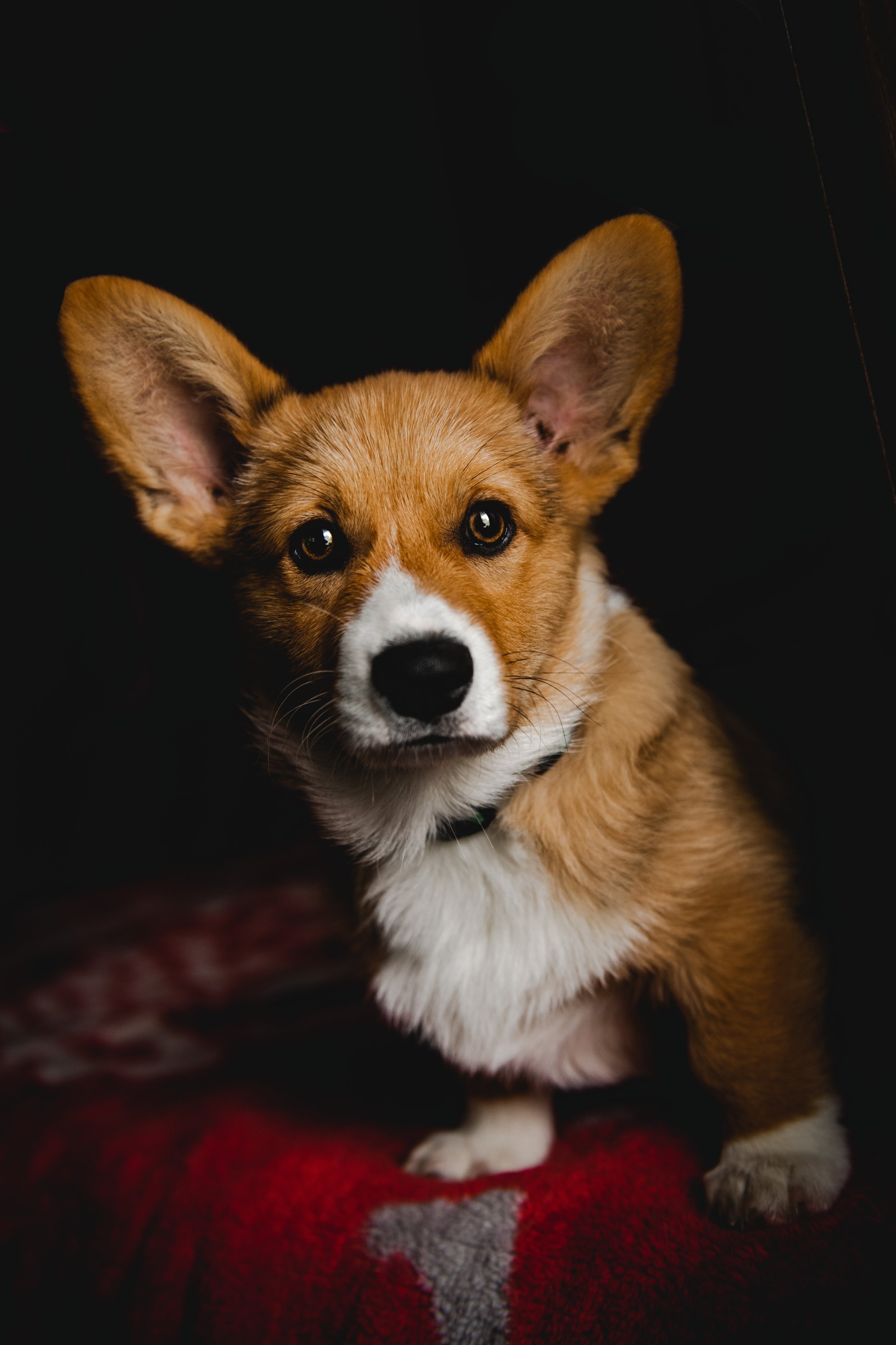Close-up of a young Corgi puppy with large ears, white chest, and brown fur, sitting on a red and gray blanket against a dark background.