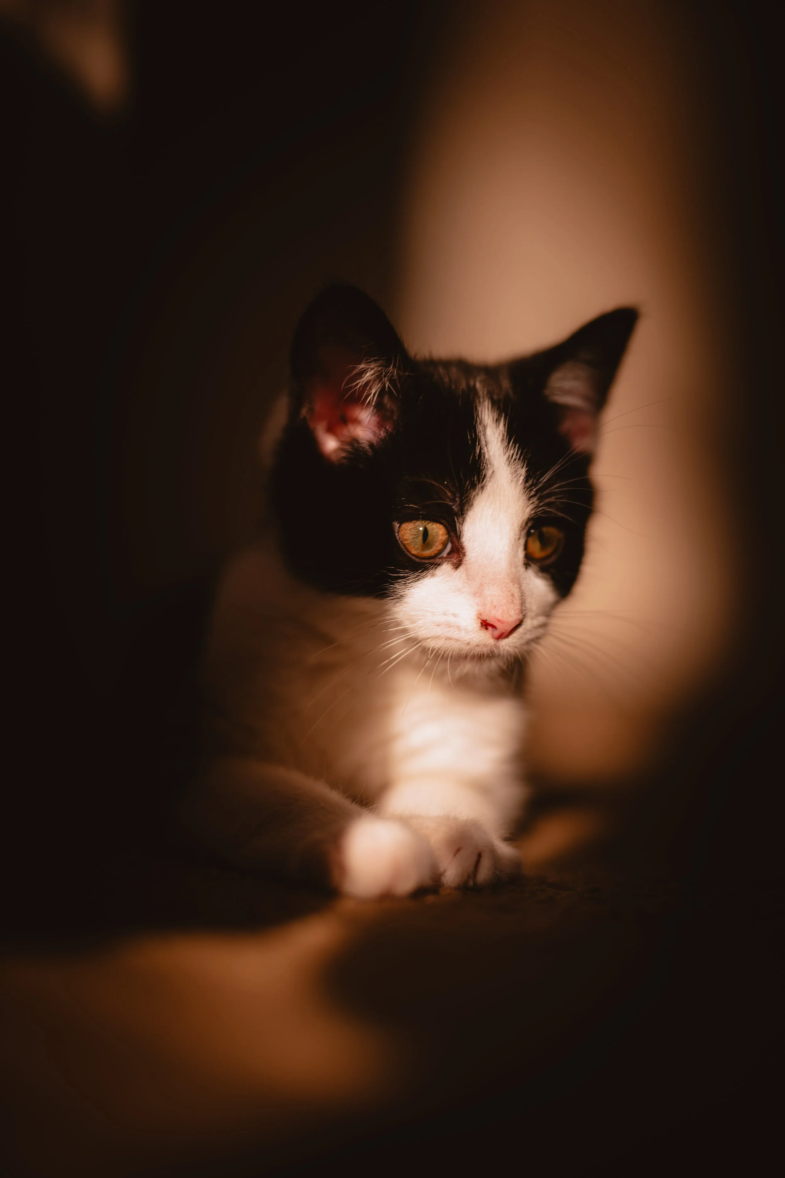 A black and white kitten with yellow eyes, lying down in a dark environment with soft lighting highlighting its face.