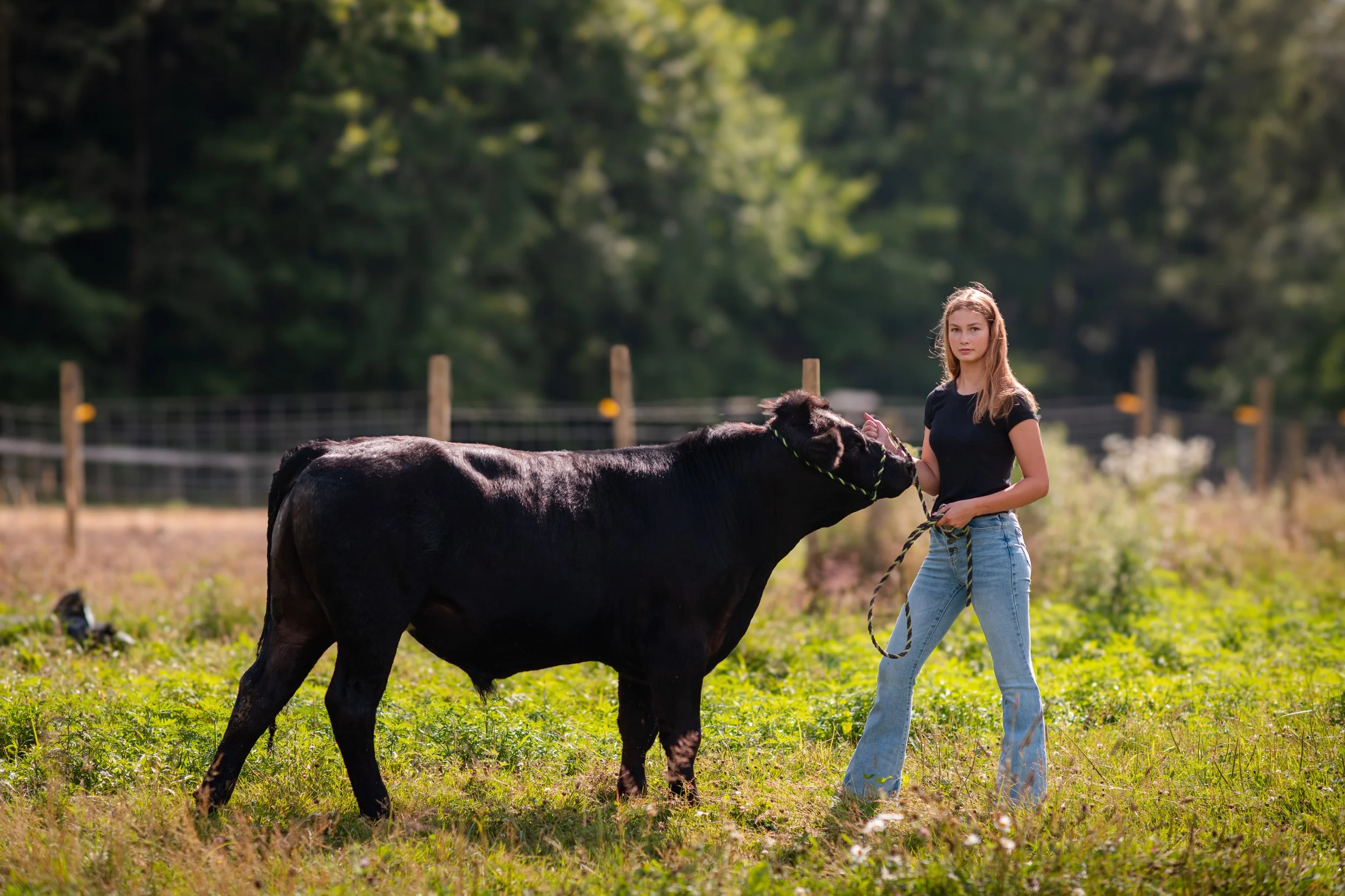 Young woman standing in a grassy field holding a black calf by a rope, with trees and a fence in the background.