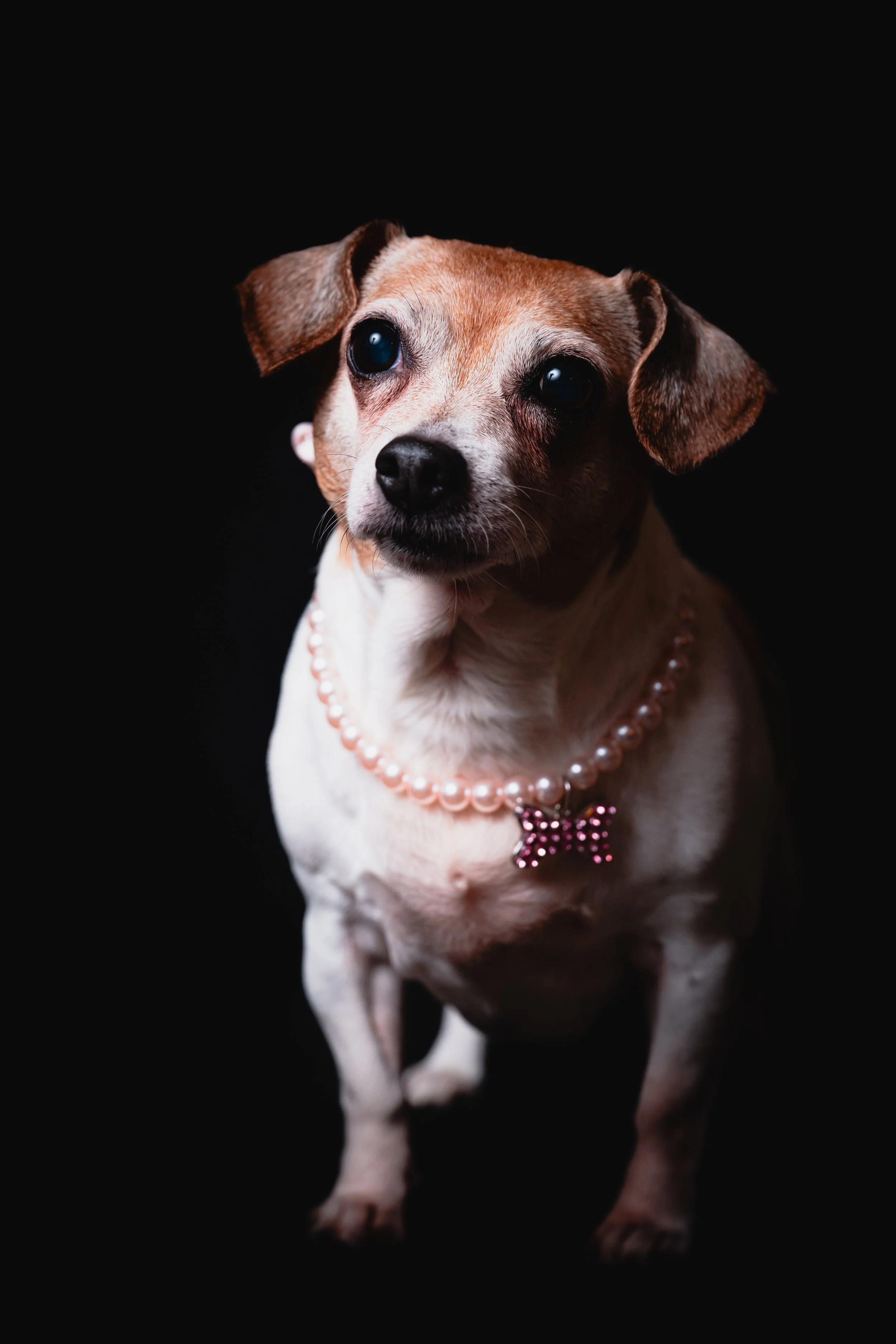 Close-up of a small dog wearing a pearl necklace with a pink bow pendant, against a black background.