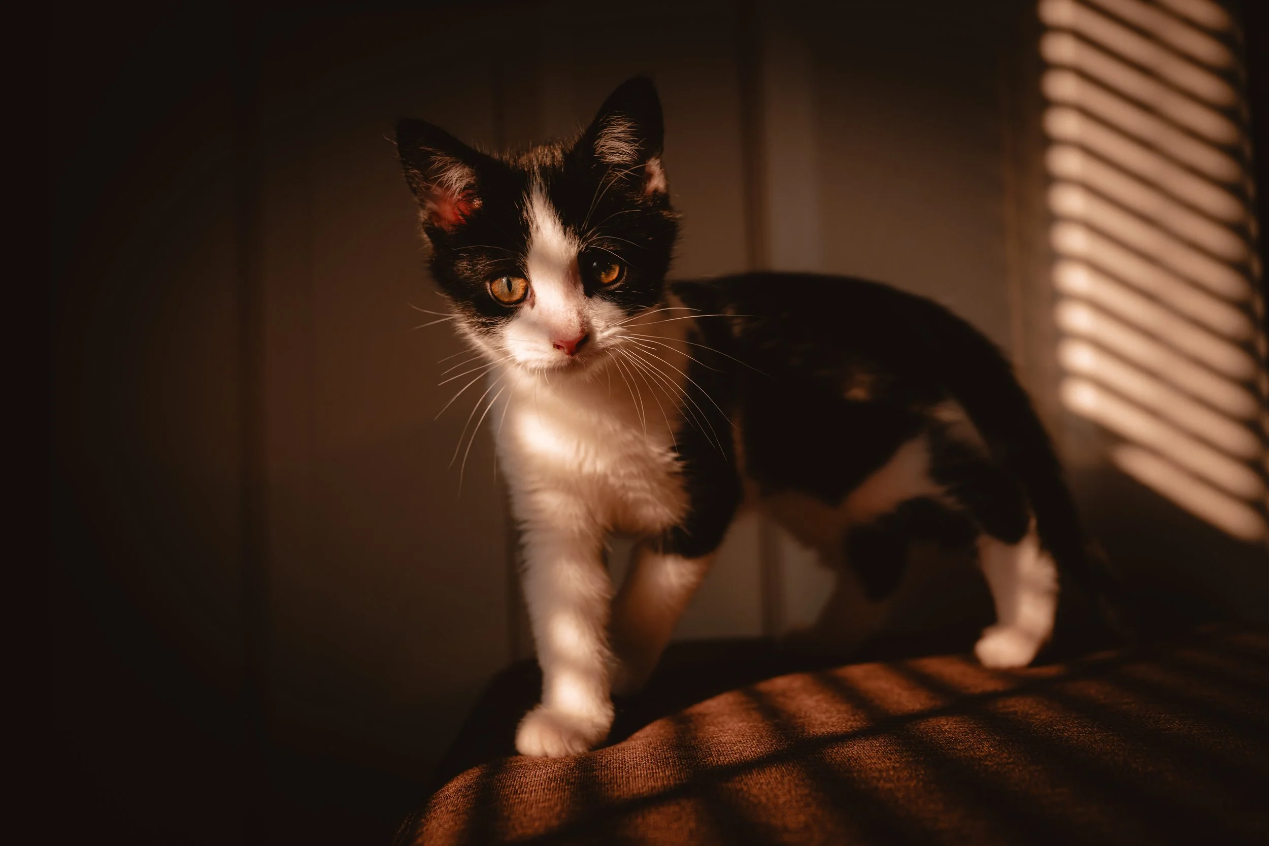 A black and white kitten with yellow eyes, standing on a dark surface in a dimly lit room with sunlight casting shadows through blinds.