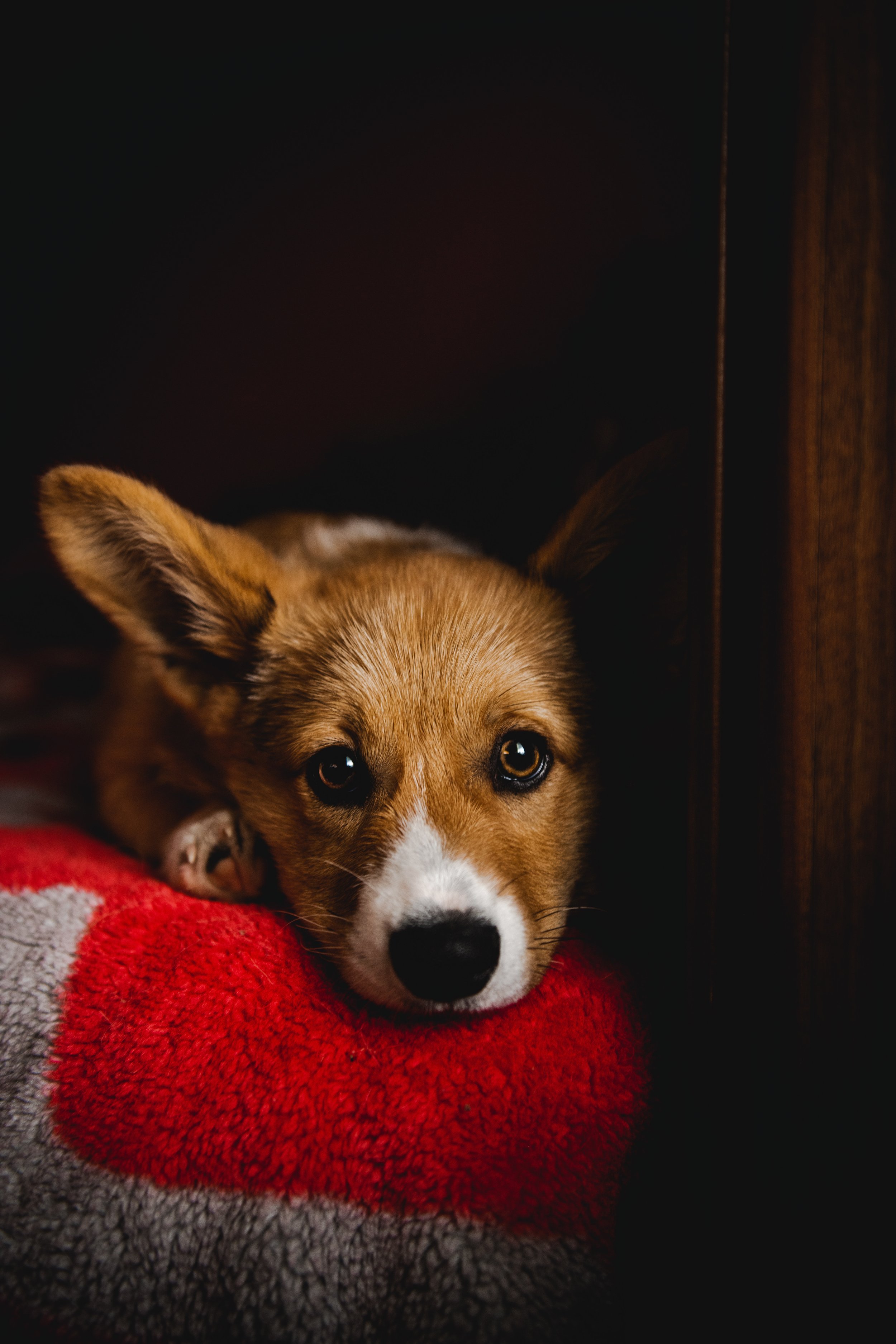 A close-up of a cute puppy resting its head on a red and gray blanket, with a wooden background.