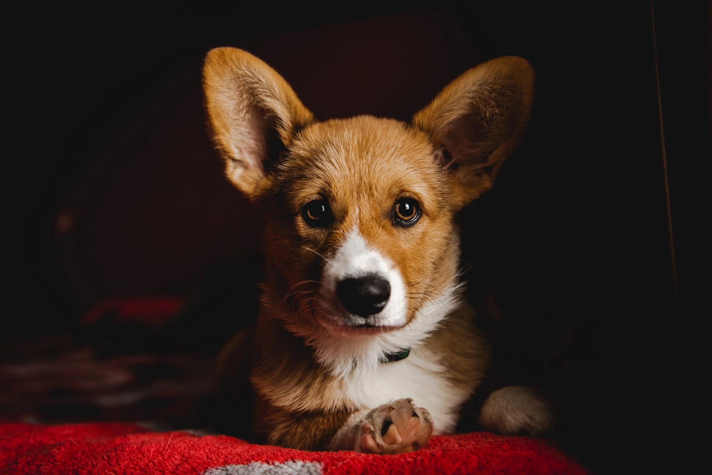 A close-up of a cute brown and white puppy with large ears, lying on a red blanket, looking directly at the camera.