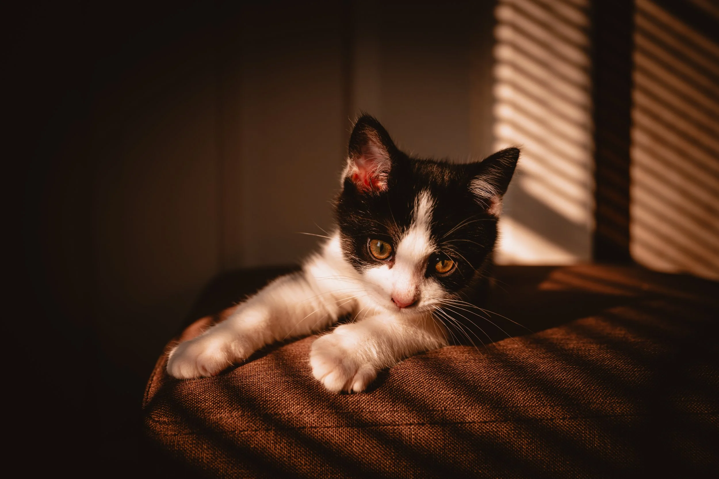 A black and white kitten lying on a brown textured surface in warm lighting with sun rays through blinds casting shadows.