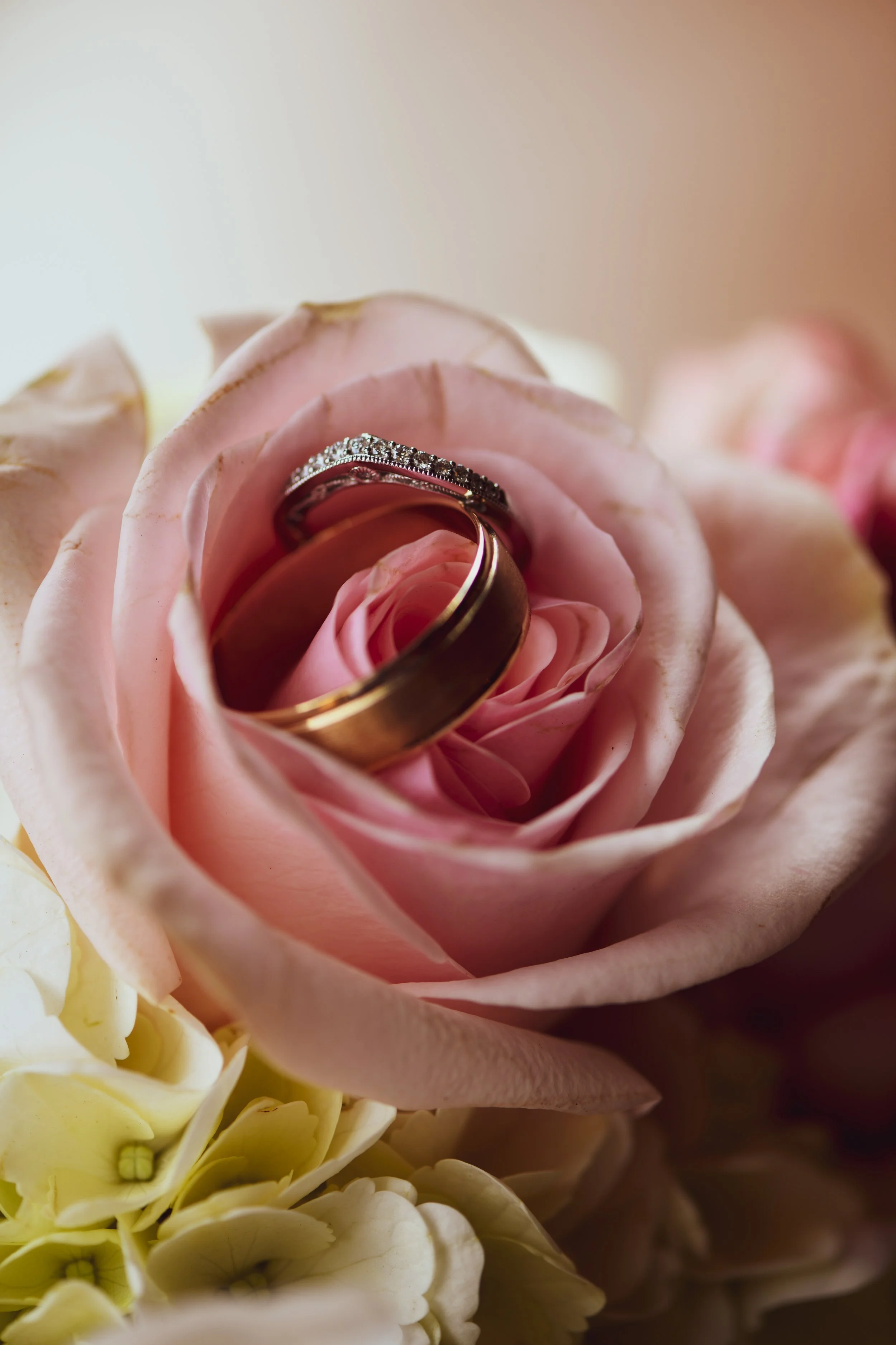 Close-up of pink roses with two wedding rings resting on top, one diamond-studded and the other plain gold.