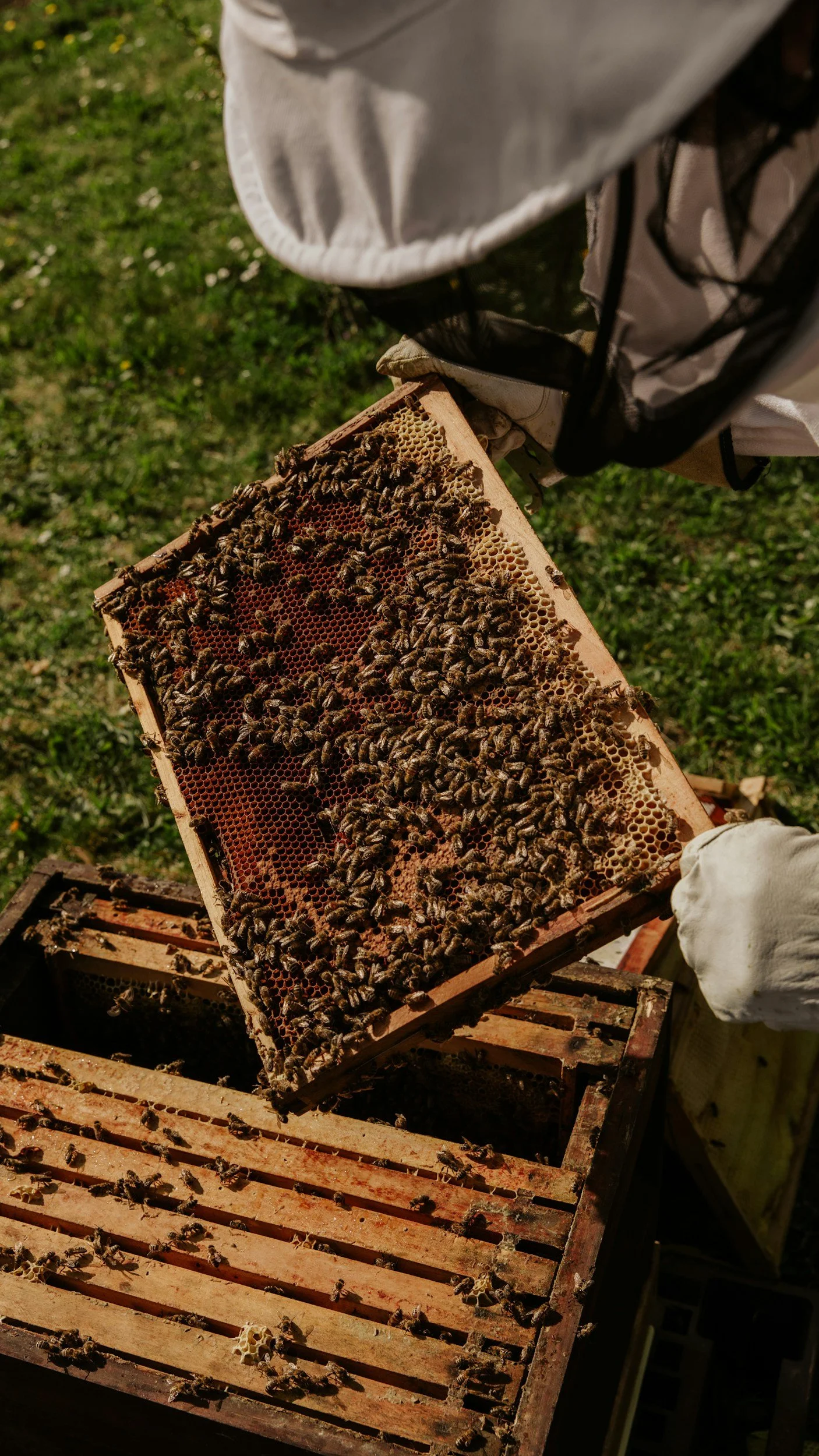 Guided Hive Tour & Honey Bottling