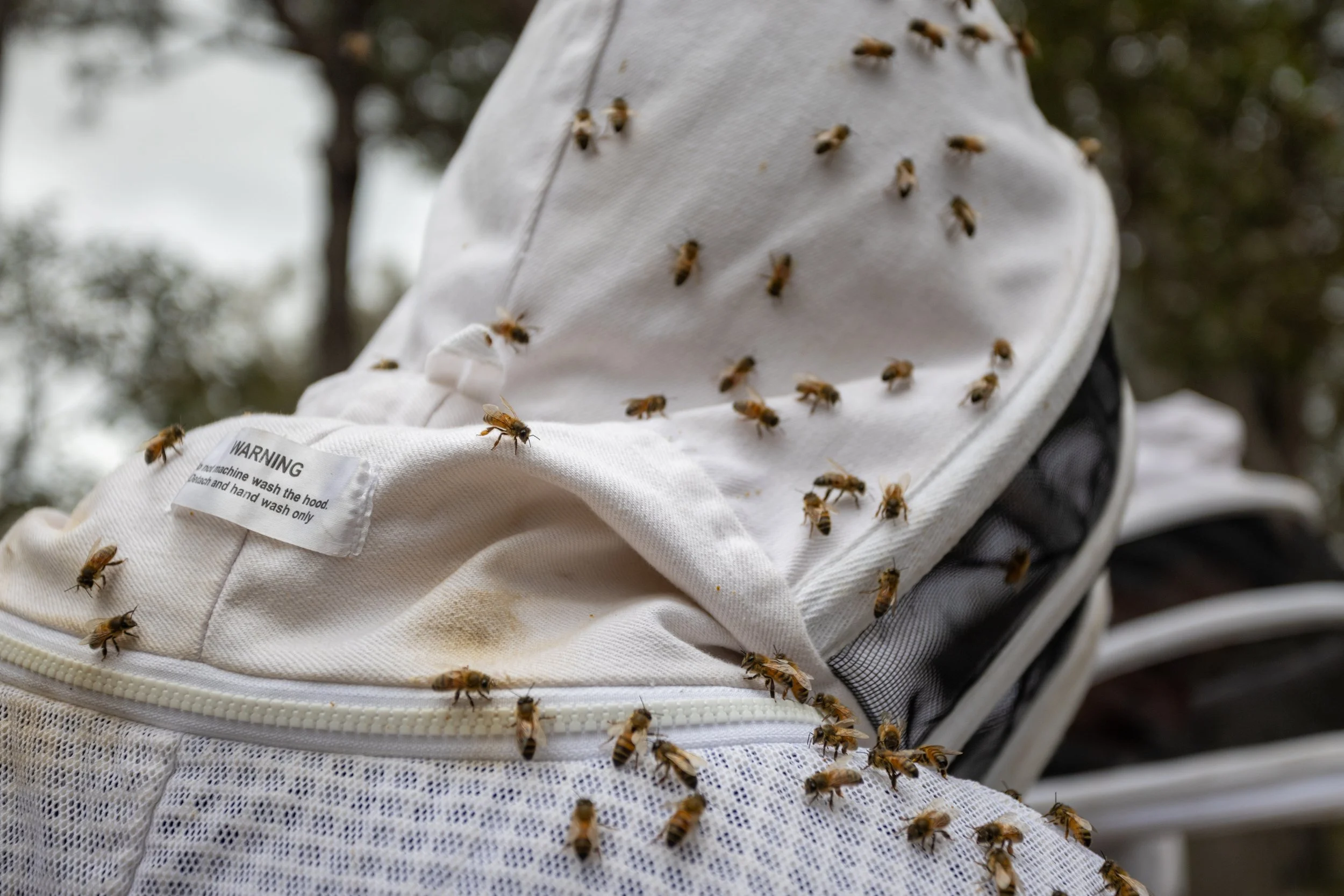 Guided Hive Tour & Honey Bottling