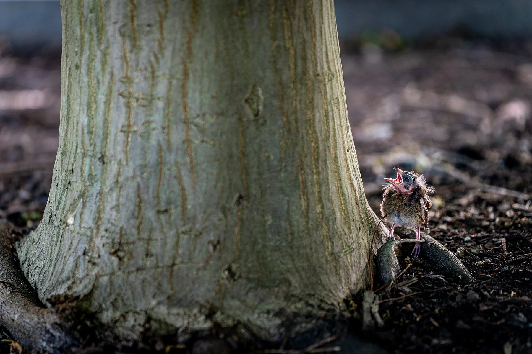 The Unassigned Photograph: Hidden in Plain Sight