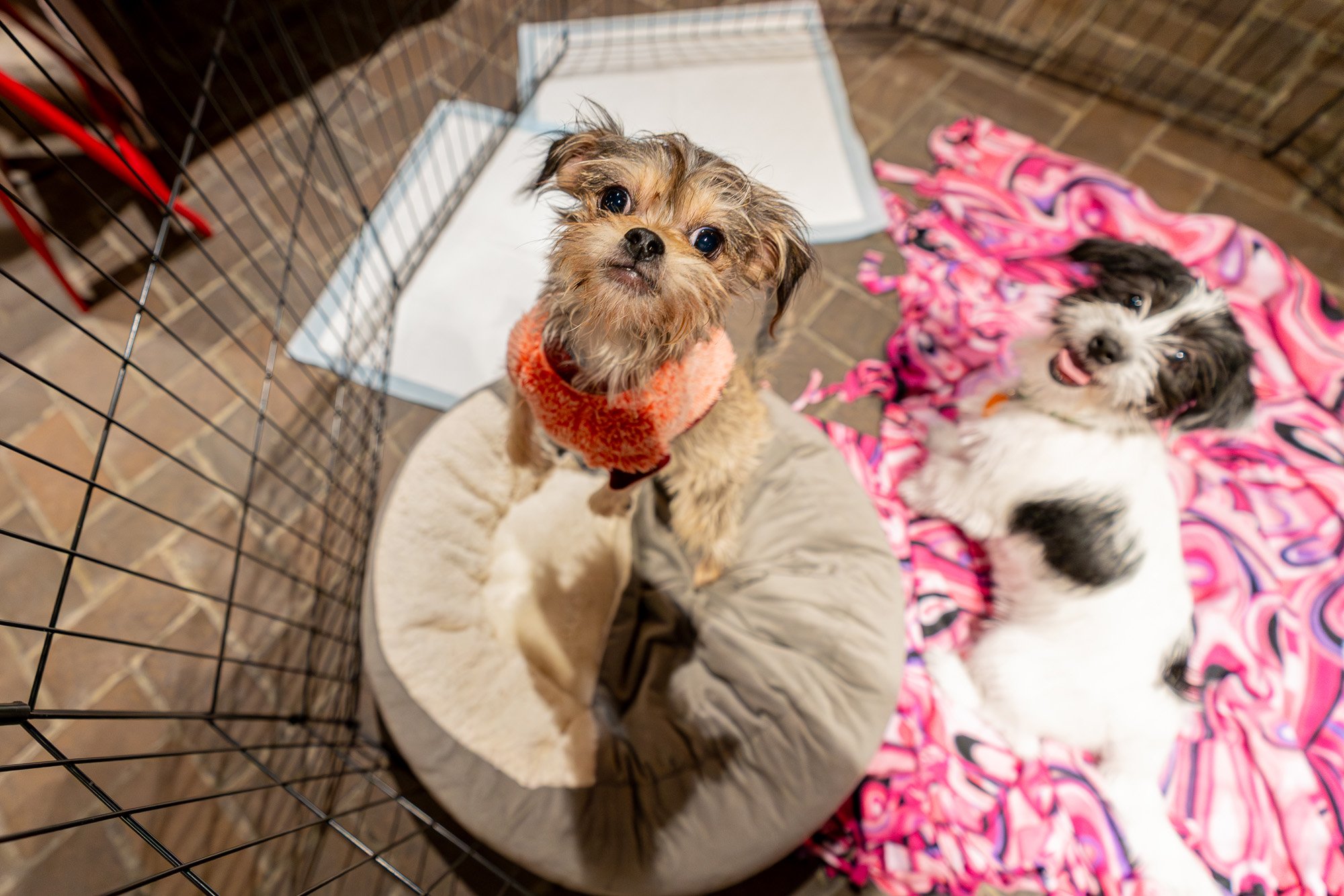 Two small dogs relax inside a playpen, one sitting on a round dog bed wearing an orange sweater while the other lounges on a pink blanket, both looking up toward the camera.