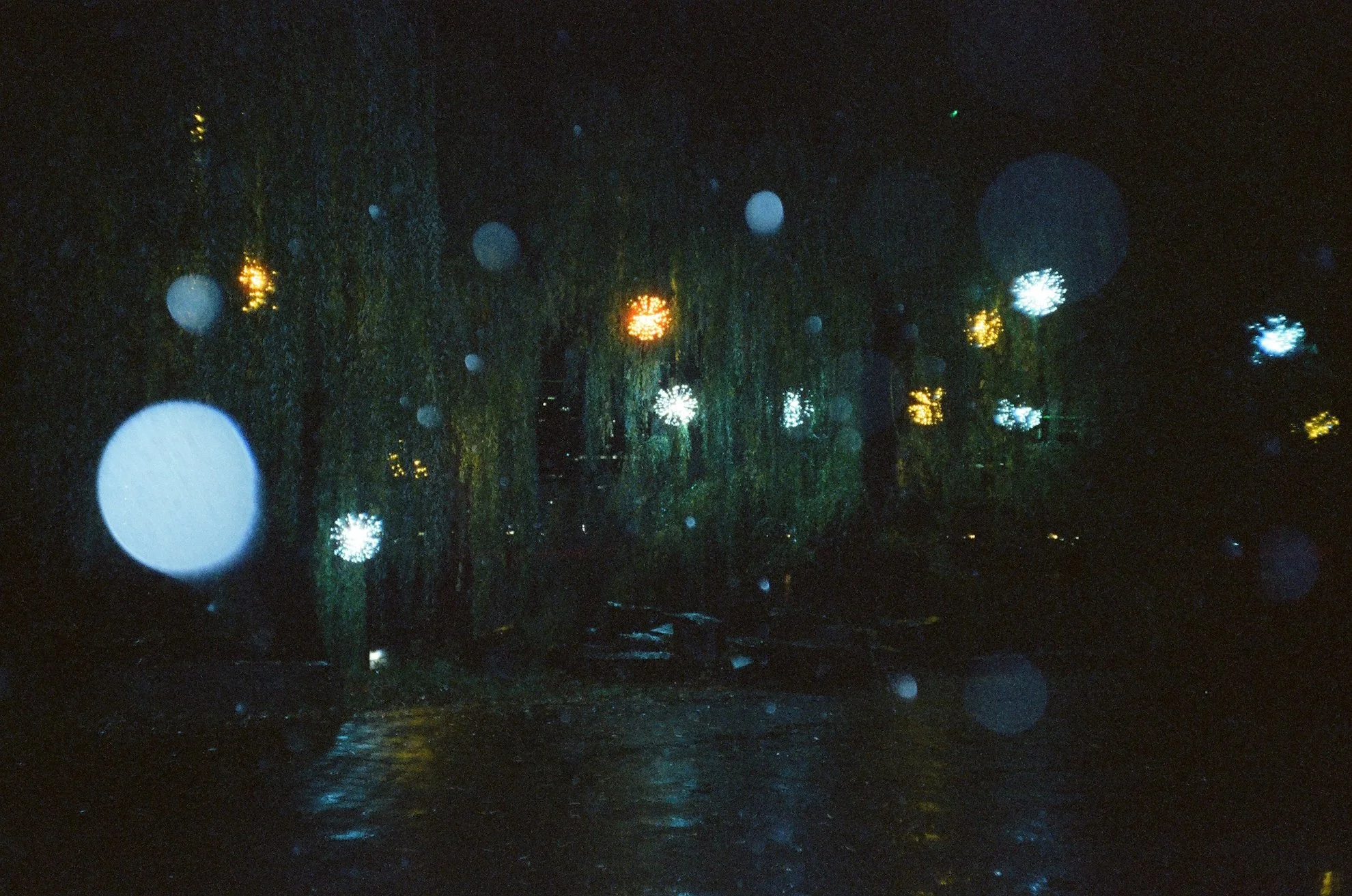 willow lights and raindrops.jpg