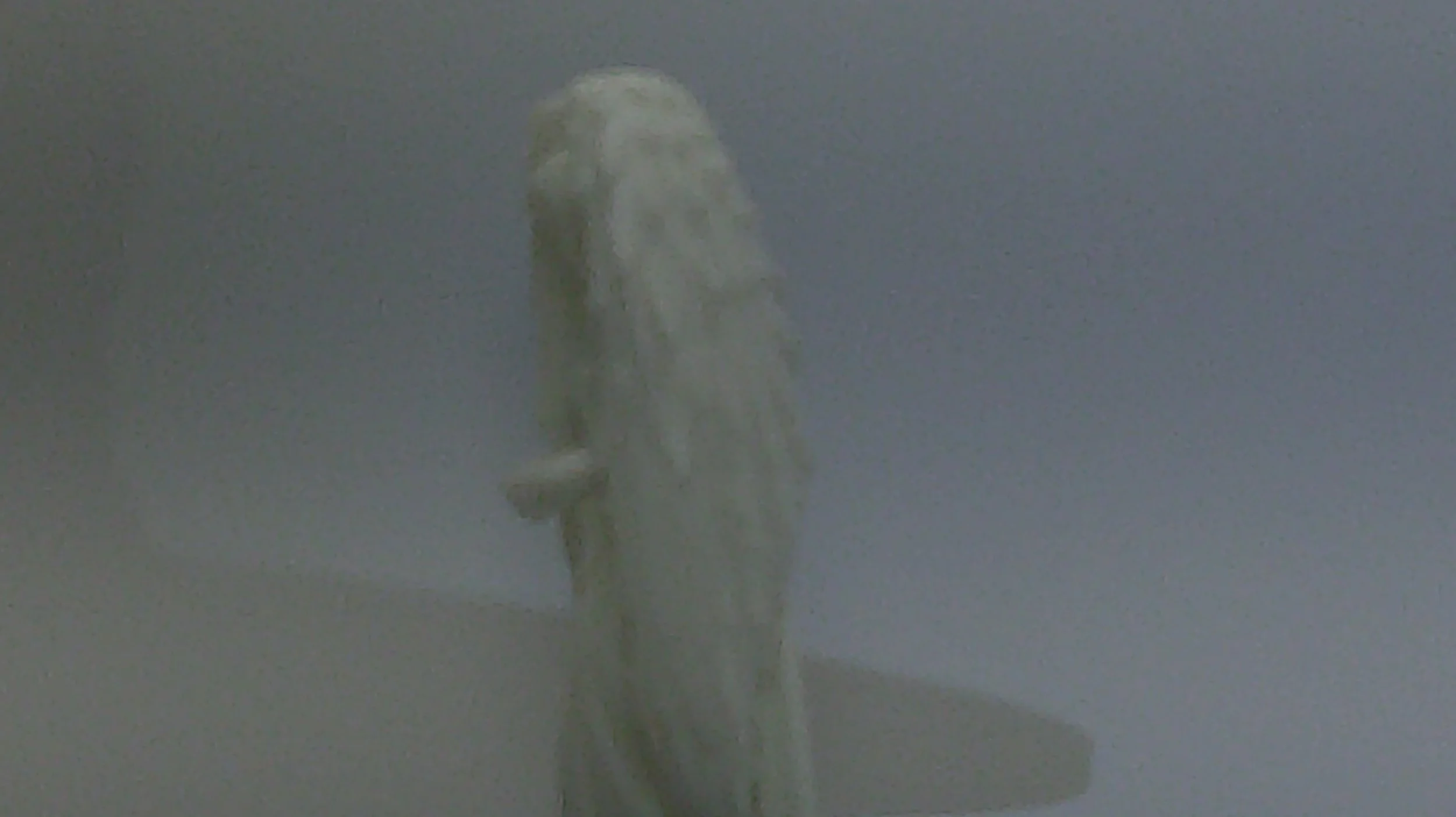 DSCF0231.JPG