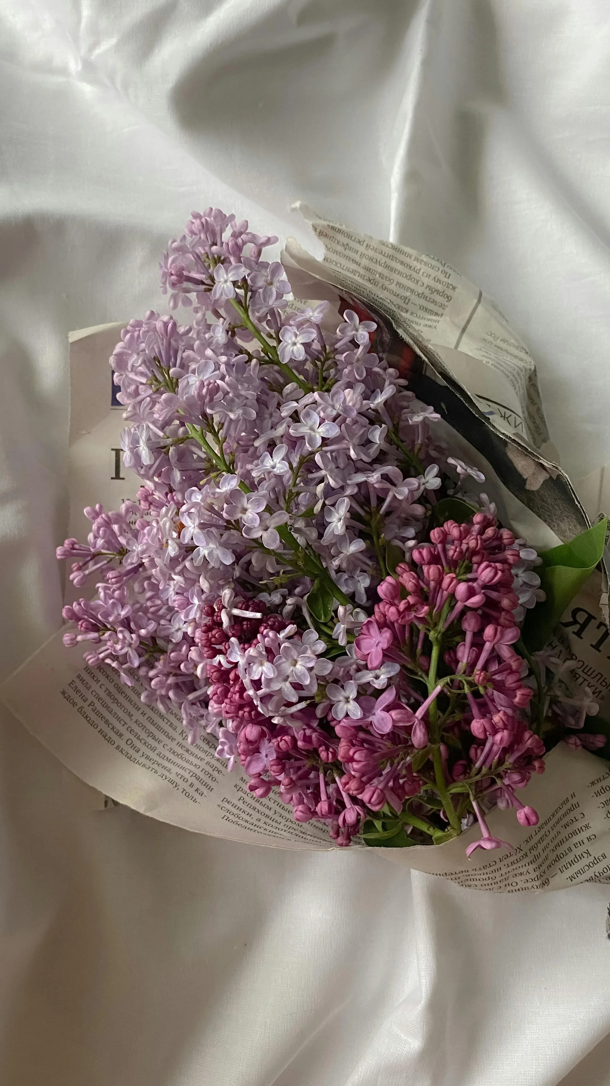 Lilac Nostalgia