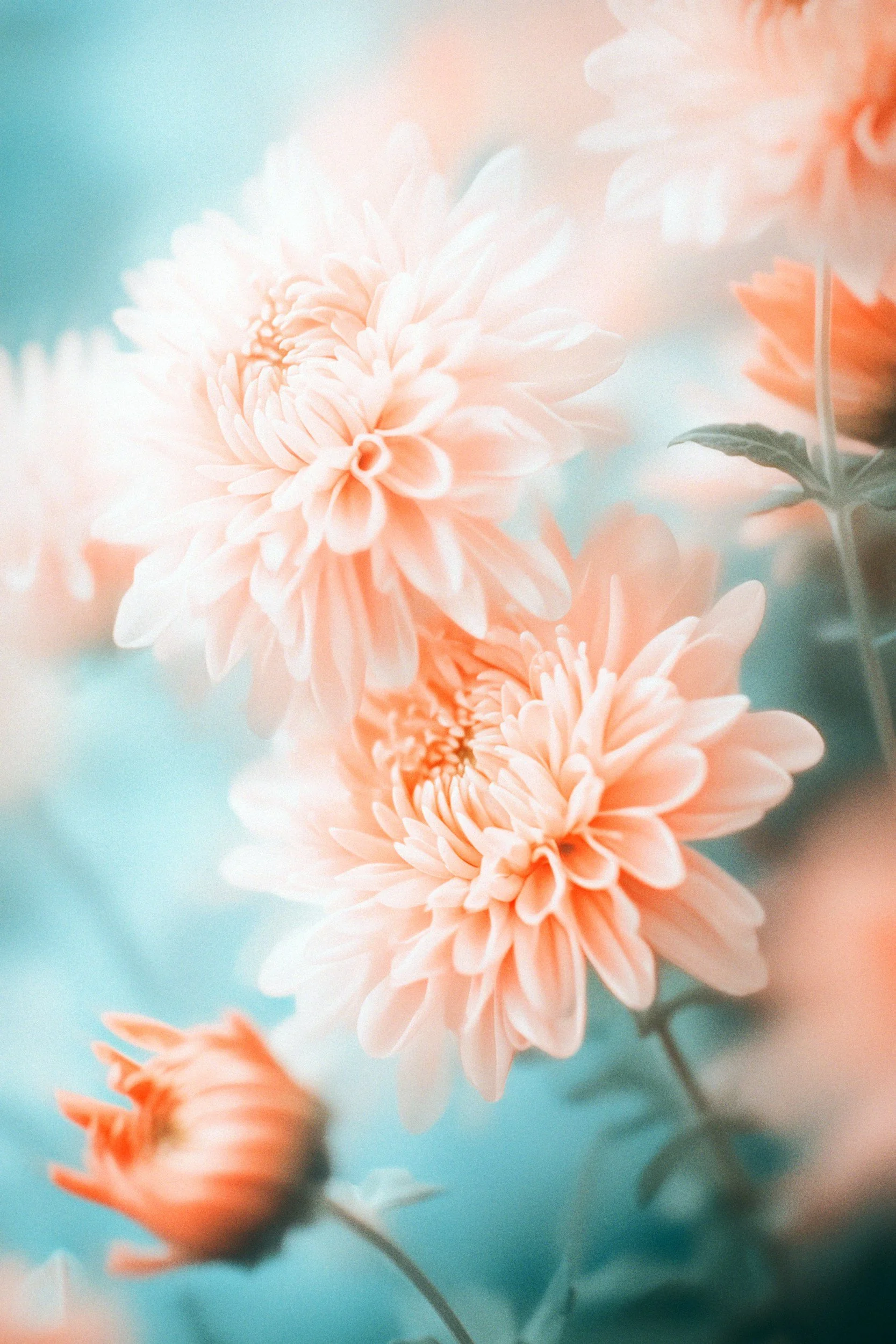 Close-up of peach-colored dahlias with soft blue background and green leaves.