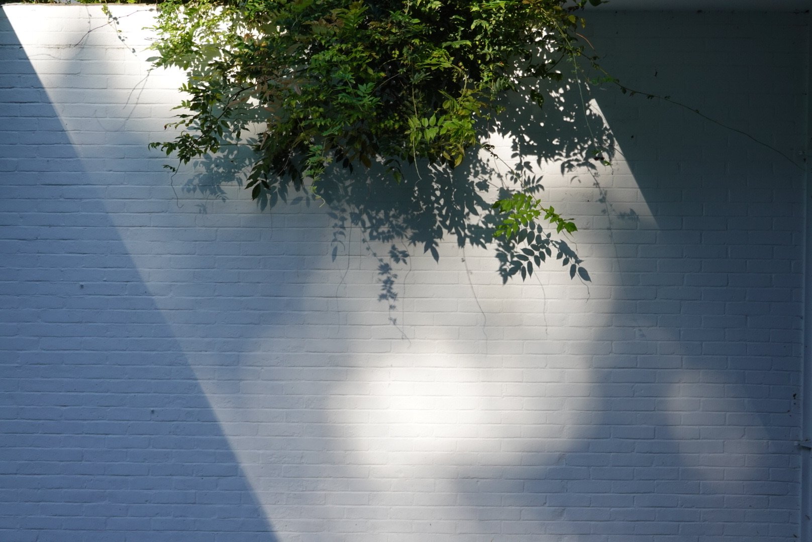 Green leaves and branches casting shadows on a white brick wall with sunlight creating light and dark patterns.