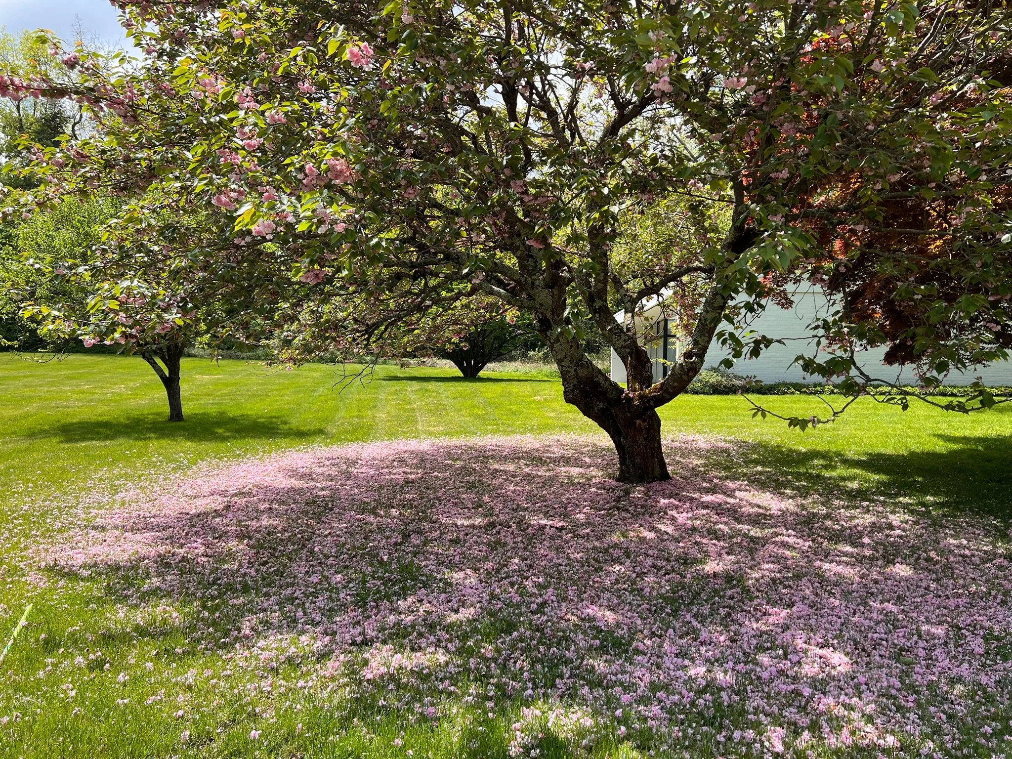A flowering tree with pink blossoms on a grassy lawn, with petals scattered around its base, a house in the background, and a bright sunny sky.