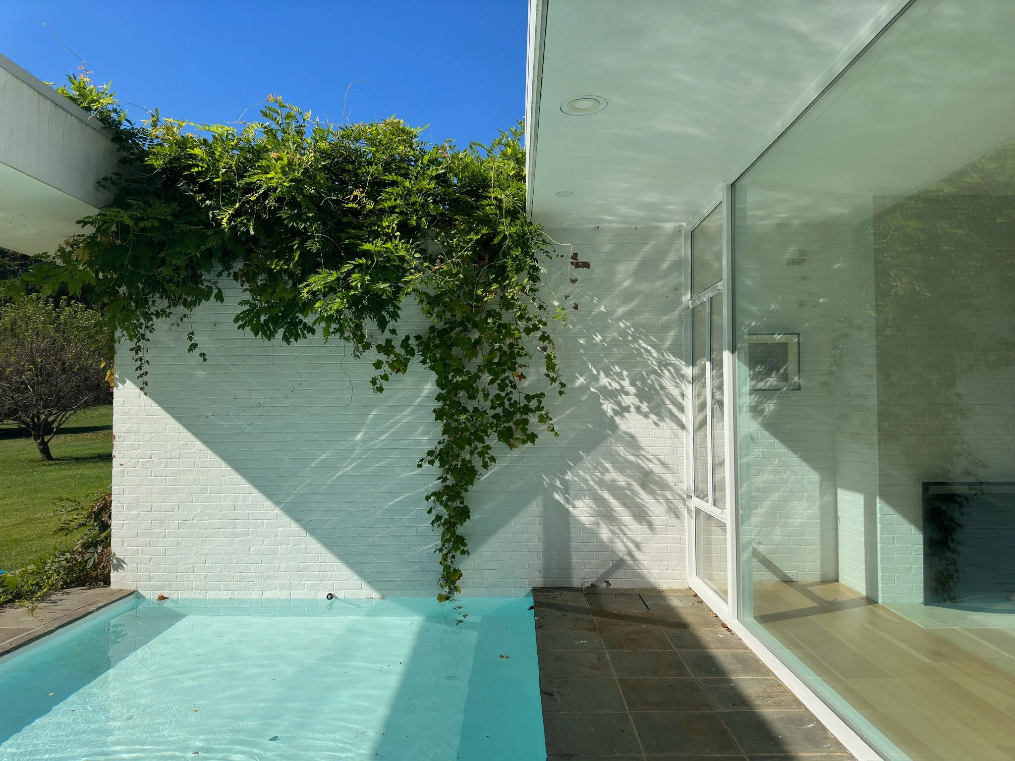 Image of a bright outdoor patio area with a small pool, a white brick wall partially covered by green vines, and a large glass window reflecting the patio and neighboring trees.