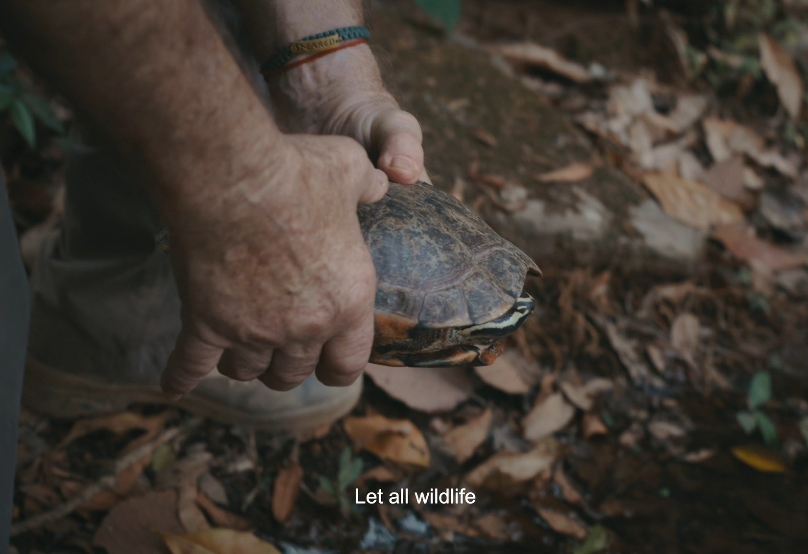 A person holding a turtle by its shell with a forest floor background of leaves and soil. The person is wearing a bracelet and has a tattoo on their arm. The caption says "Let all wildlife."