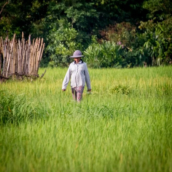 Logo for Cambodia Wildlife Care featuring illustrated animals such as a bird, a pangolin, and an elephant, with green text below reading 'Cambodia Wildlife Care'.