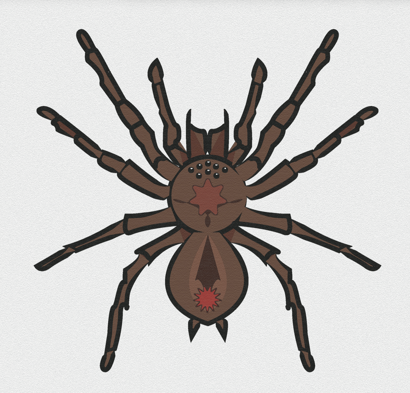 Spider Project