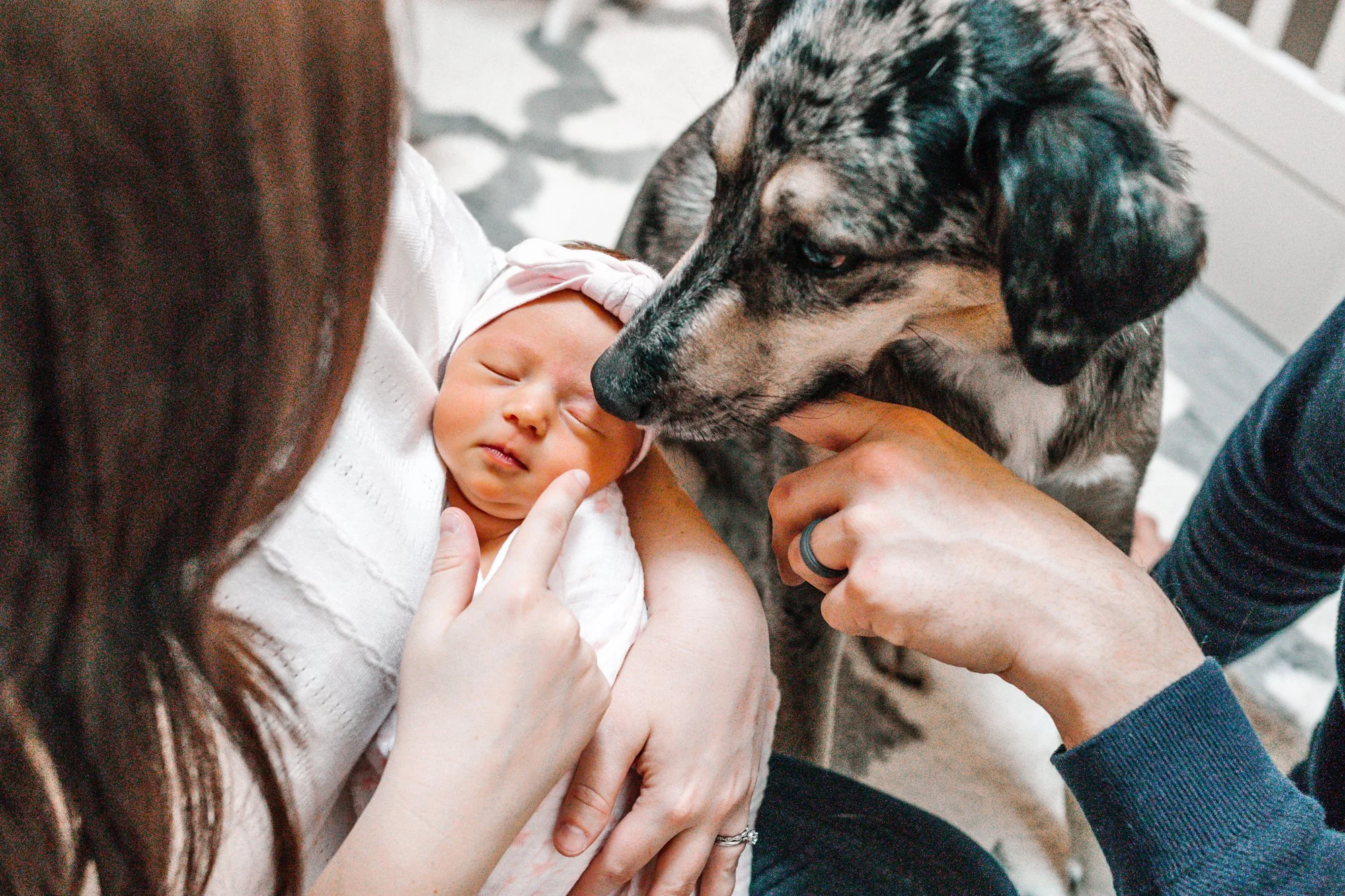 A sleeping newborn baby in pink wrap and headband is being held by a person, while a dog gently sniffs the baby's face.