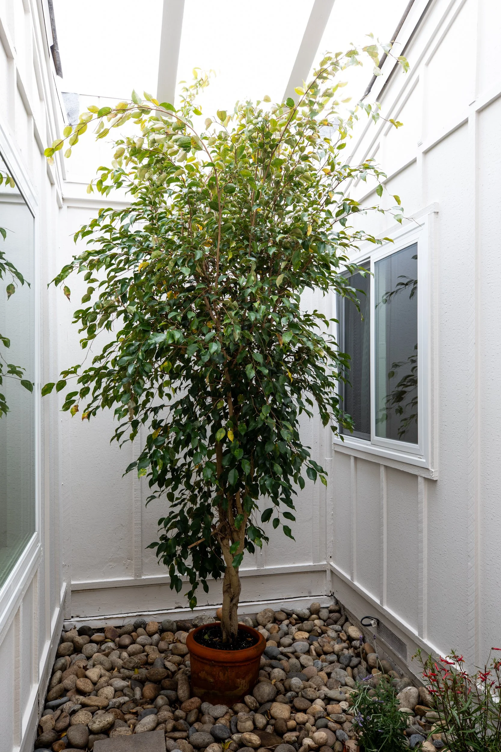 Atrium with a potted tree on a bed of rocks, white walls, and windows.