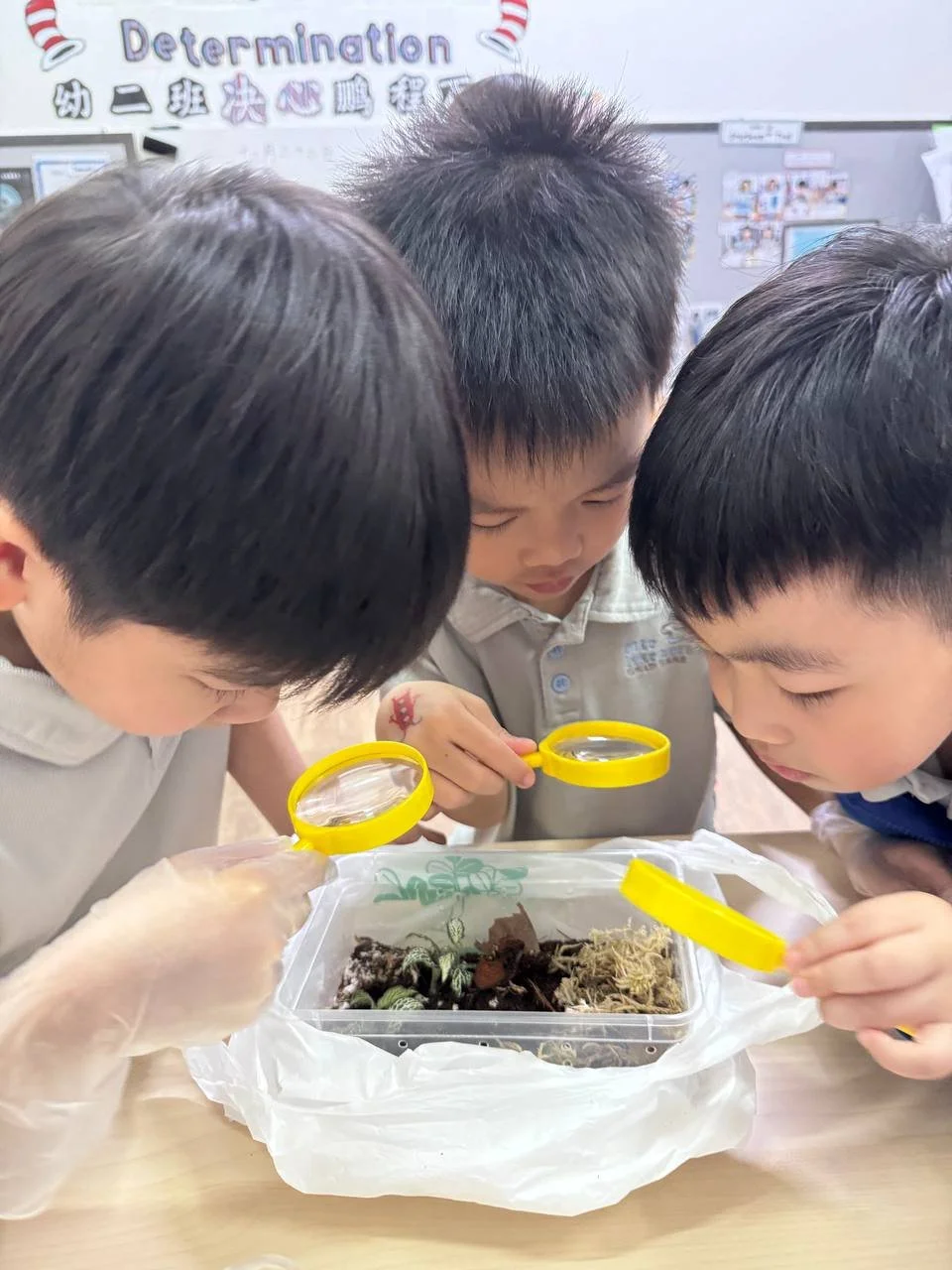 Preschoolers observing terrarium with isopods learning about ecosystems