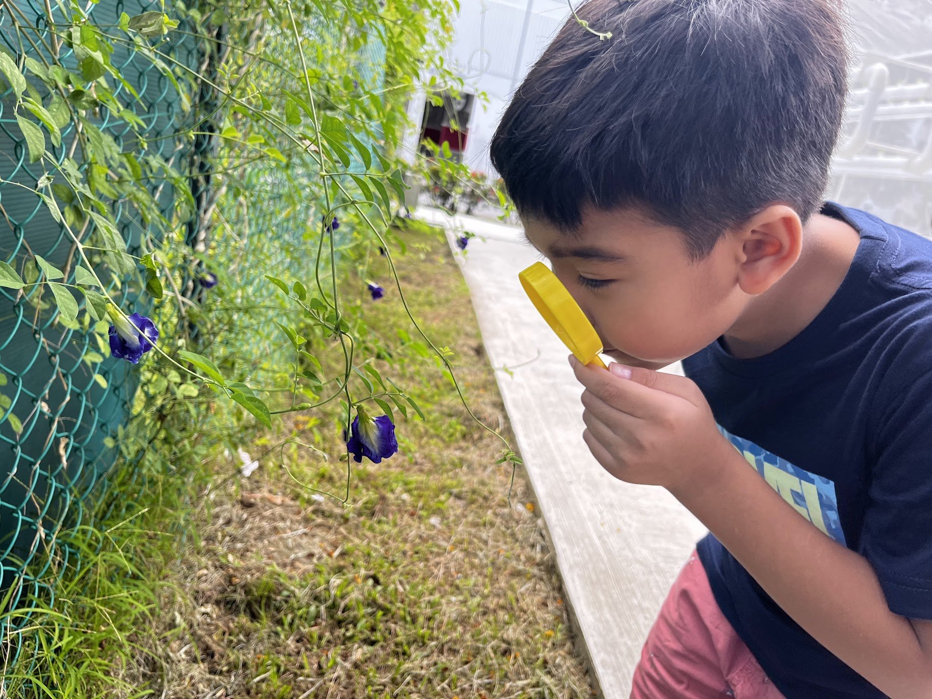 Child using a magnifying glass to closely observe a butterfly pea flower during outdoor nature exploration