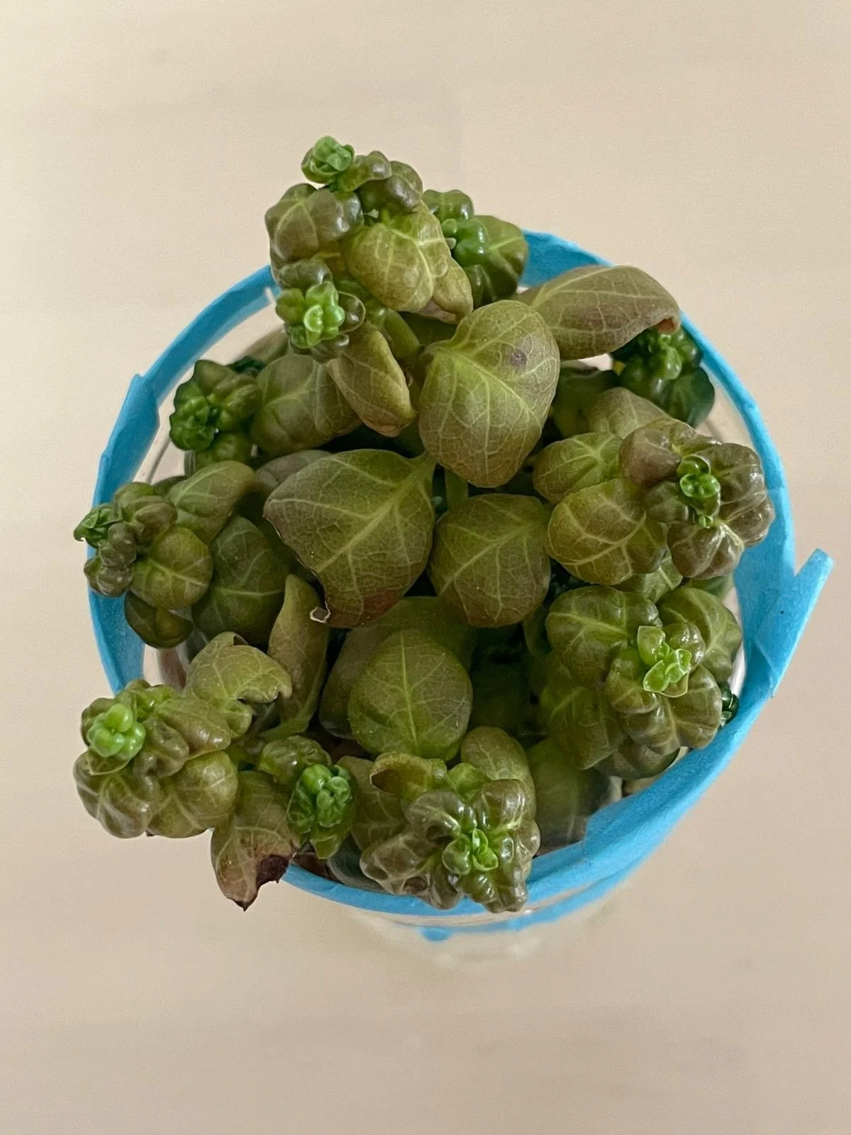 Close-up of a thriving potted plant grown from a child's upcycled self-watering pot, months after an EcoVenturers workshop