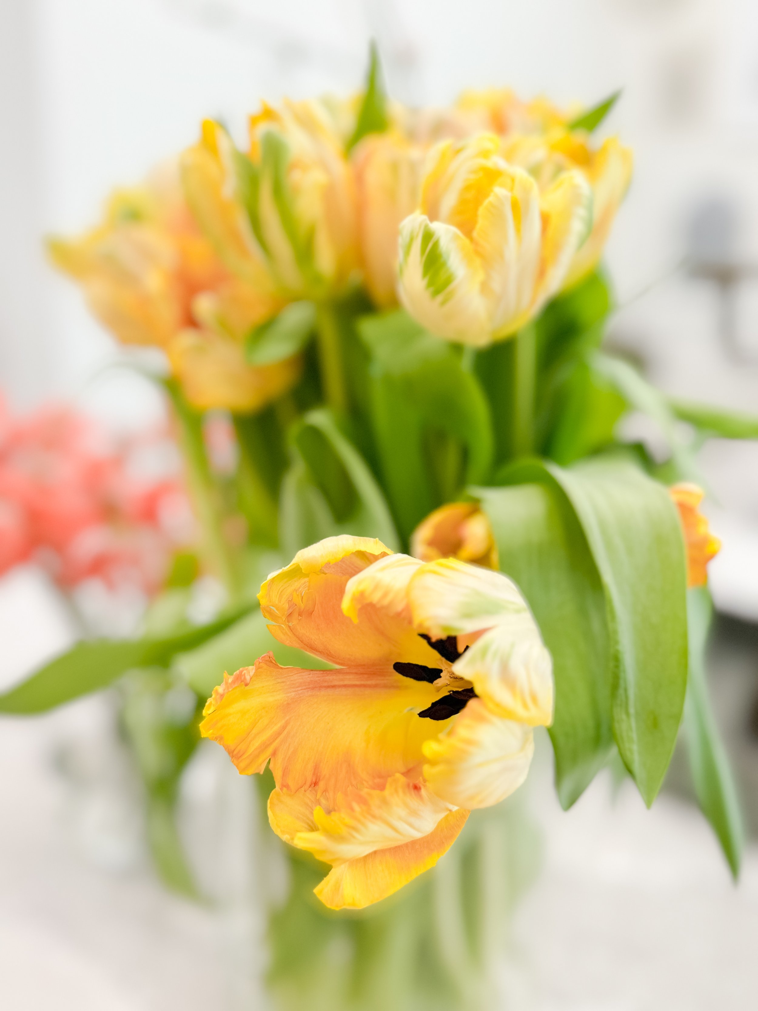 Bright yellow tulips for a Twig & Bloom spring workshop in Saskatoon.
