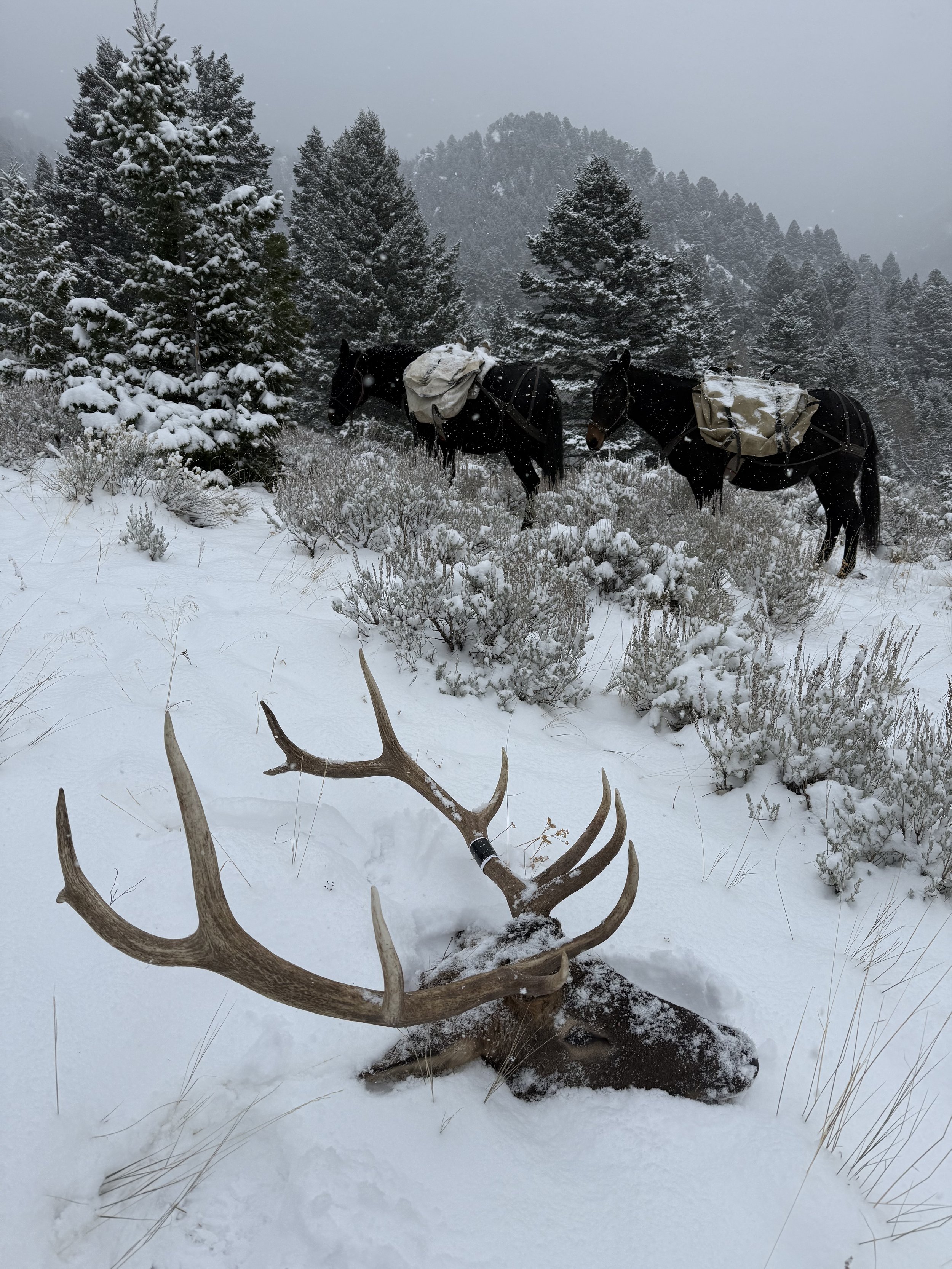 A large elk with impressive antlers lying in the snow in the foreground, with two horses carrying packs standing nearby among snow-covered trees and shrubs in a mountainous winter landscape.