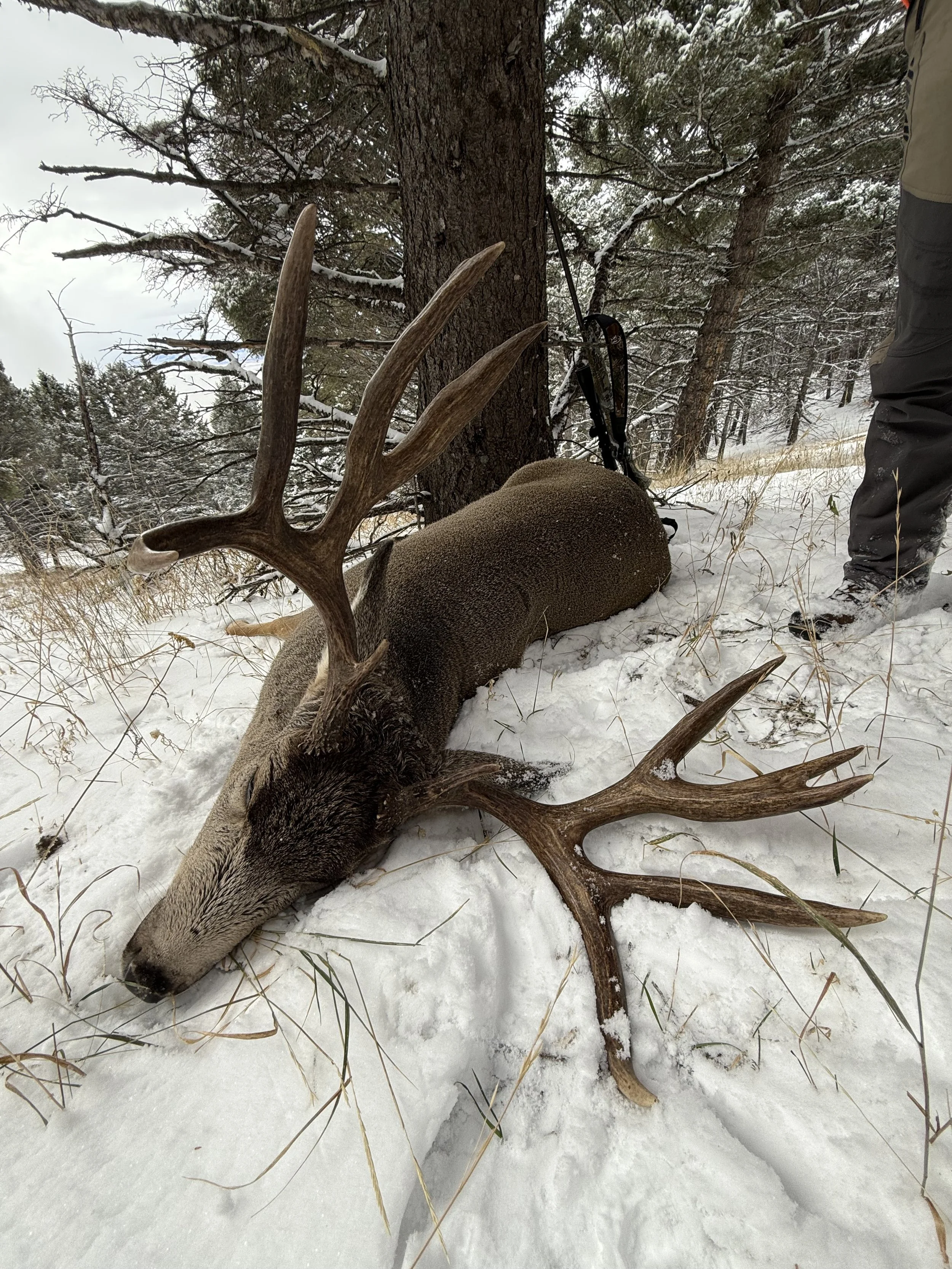 A large dead buck with antlers lying in the snow near a tree in a snowy forest.