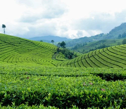 Green tea plantation with rolling hills and cloudy sky in the background
