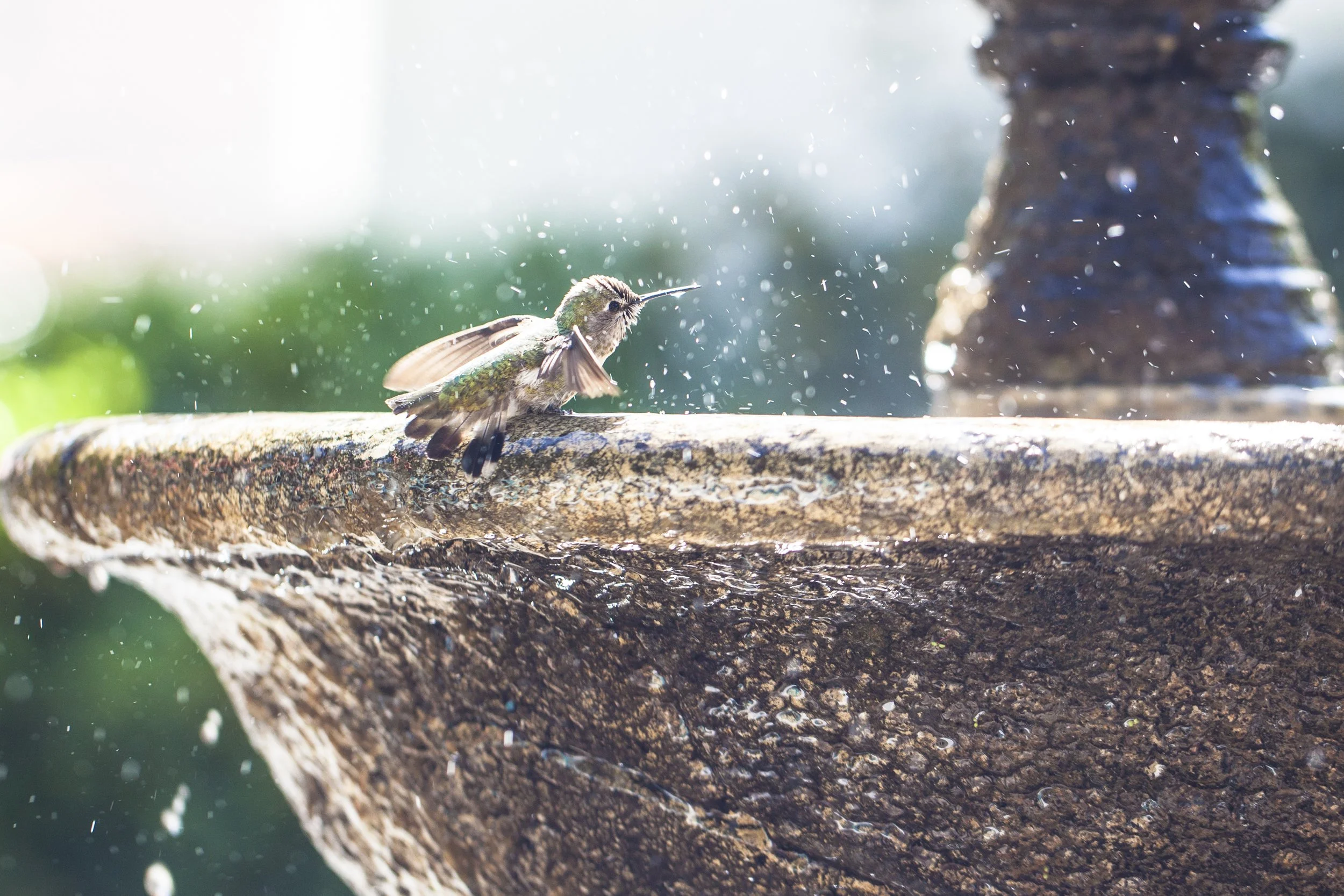 A hummingbird drinking from a fountain with water splashing around.