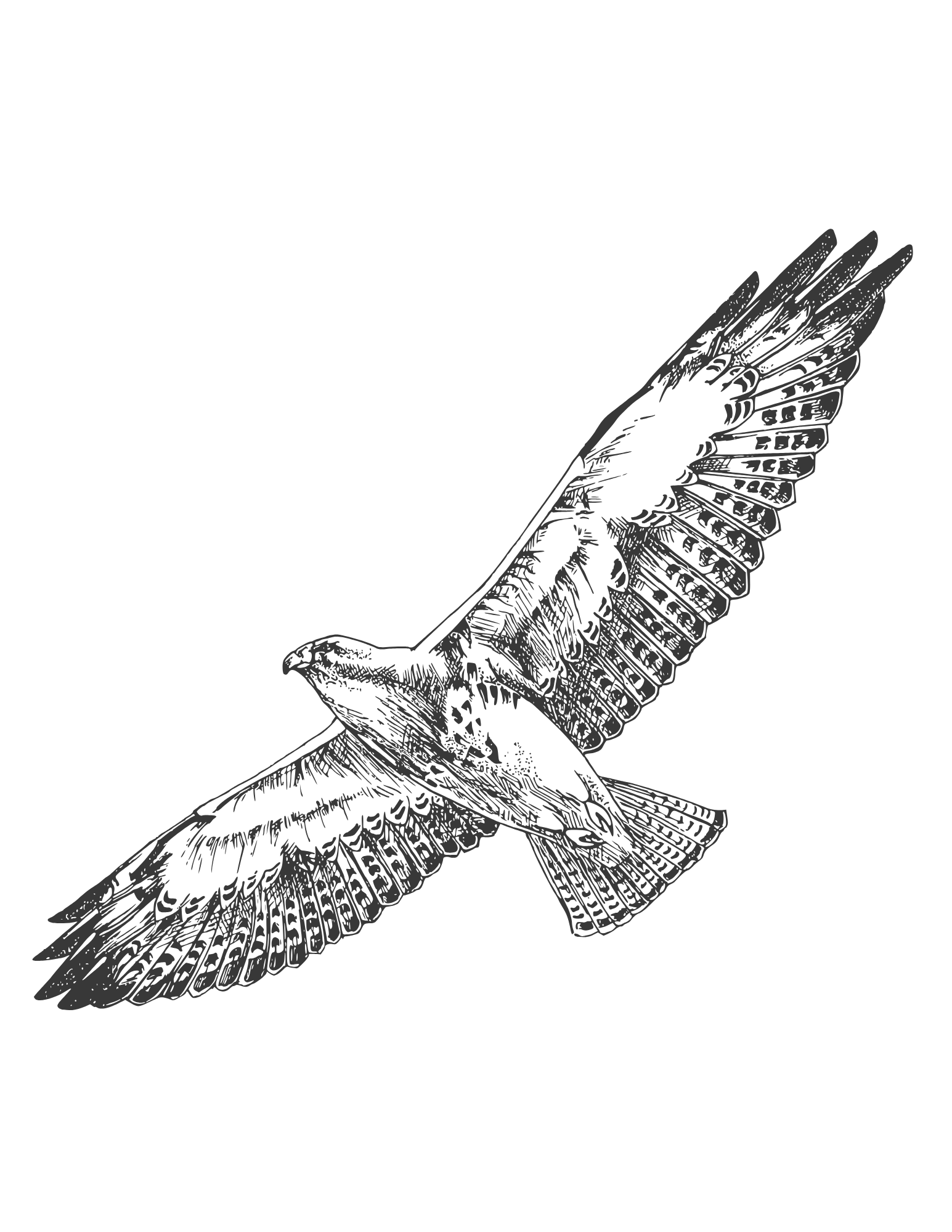 Black and white illustration of a bird in flight with detailed feathers.