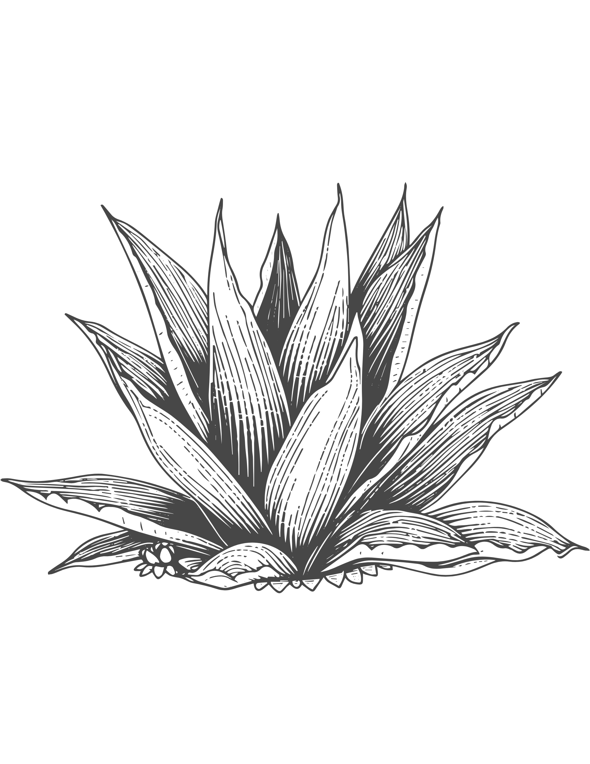 A detailed, monochrome illustration of a spiky agave plant with long, pointed leaves fanning out from the center.