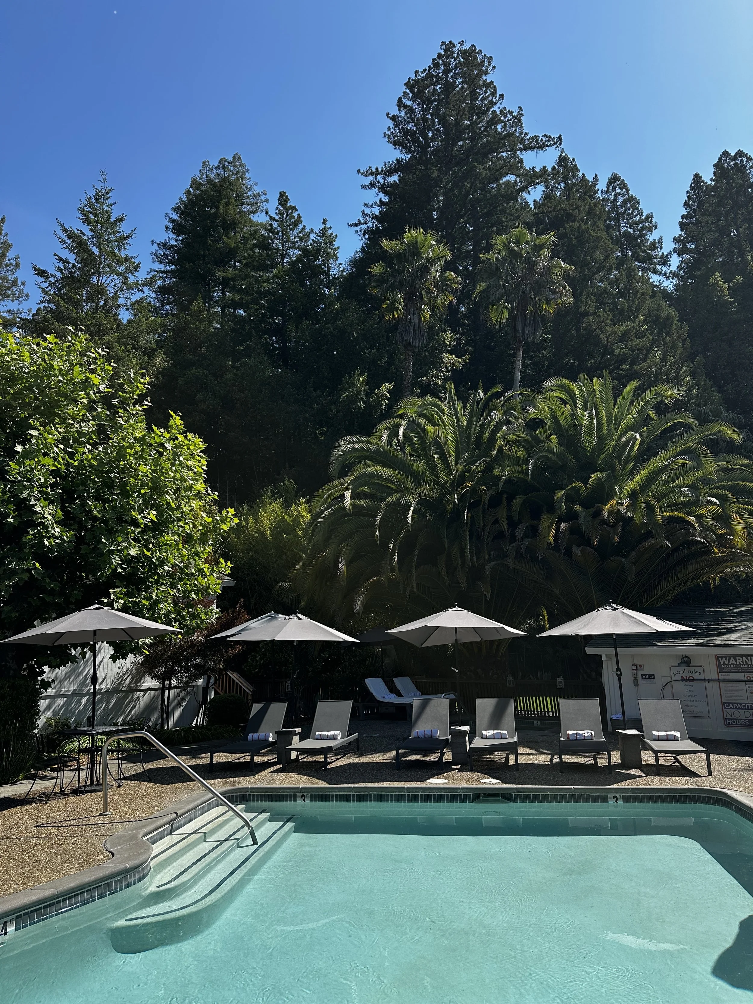 A swimming pool with clear blue water, surrounded by lounge chairs and large white umbrellas, tall green trees including palm trees, and a clear blue sky.