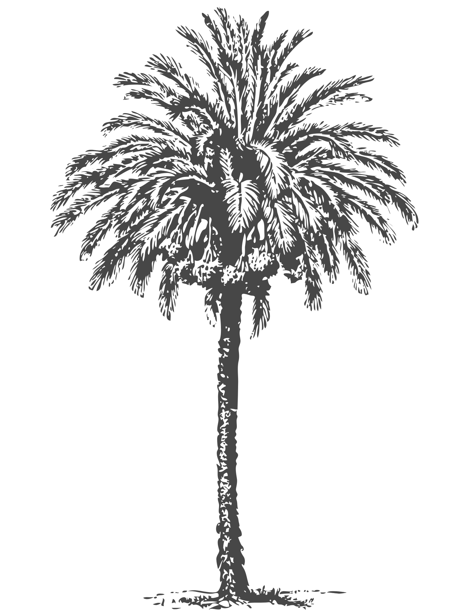 A silhouette of a tall palm tree with detailed fronds against a black background.