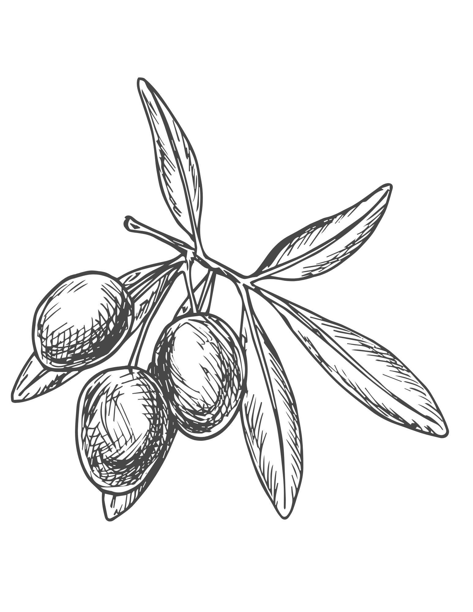 Line drawing of a branch with three olives, elongated leaves, and a few smaller leaves.