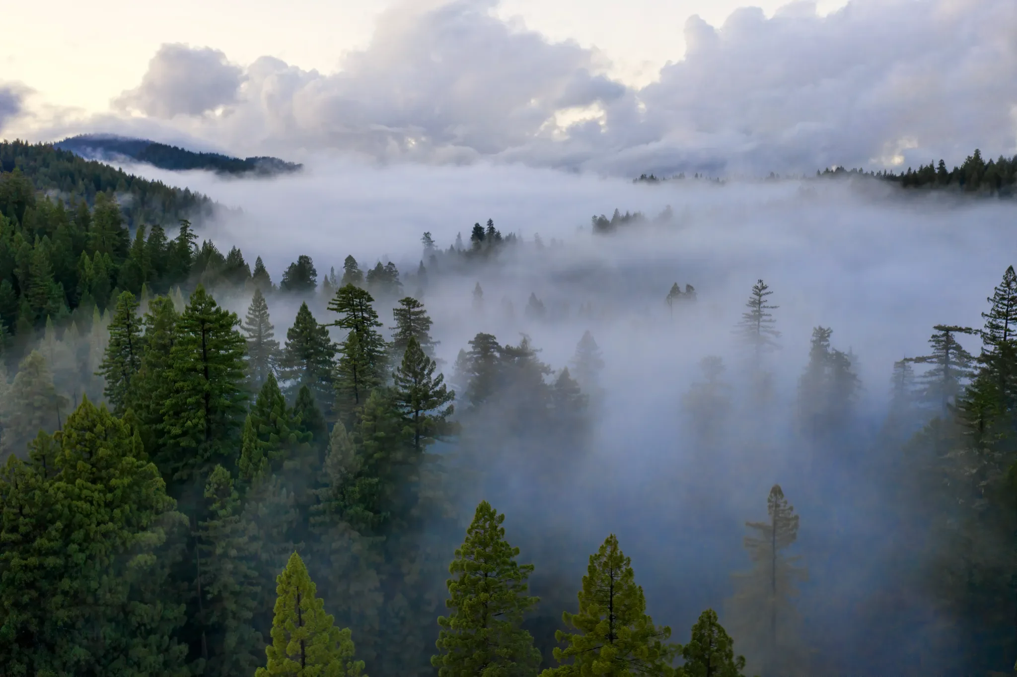 A forested mountain landscape with trees covered in mist and clouds.
